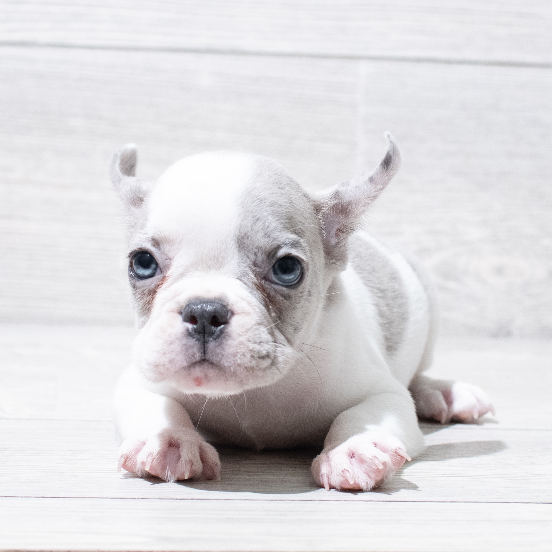 French Bulldog (M) 5100 Image #1