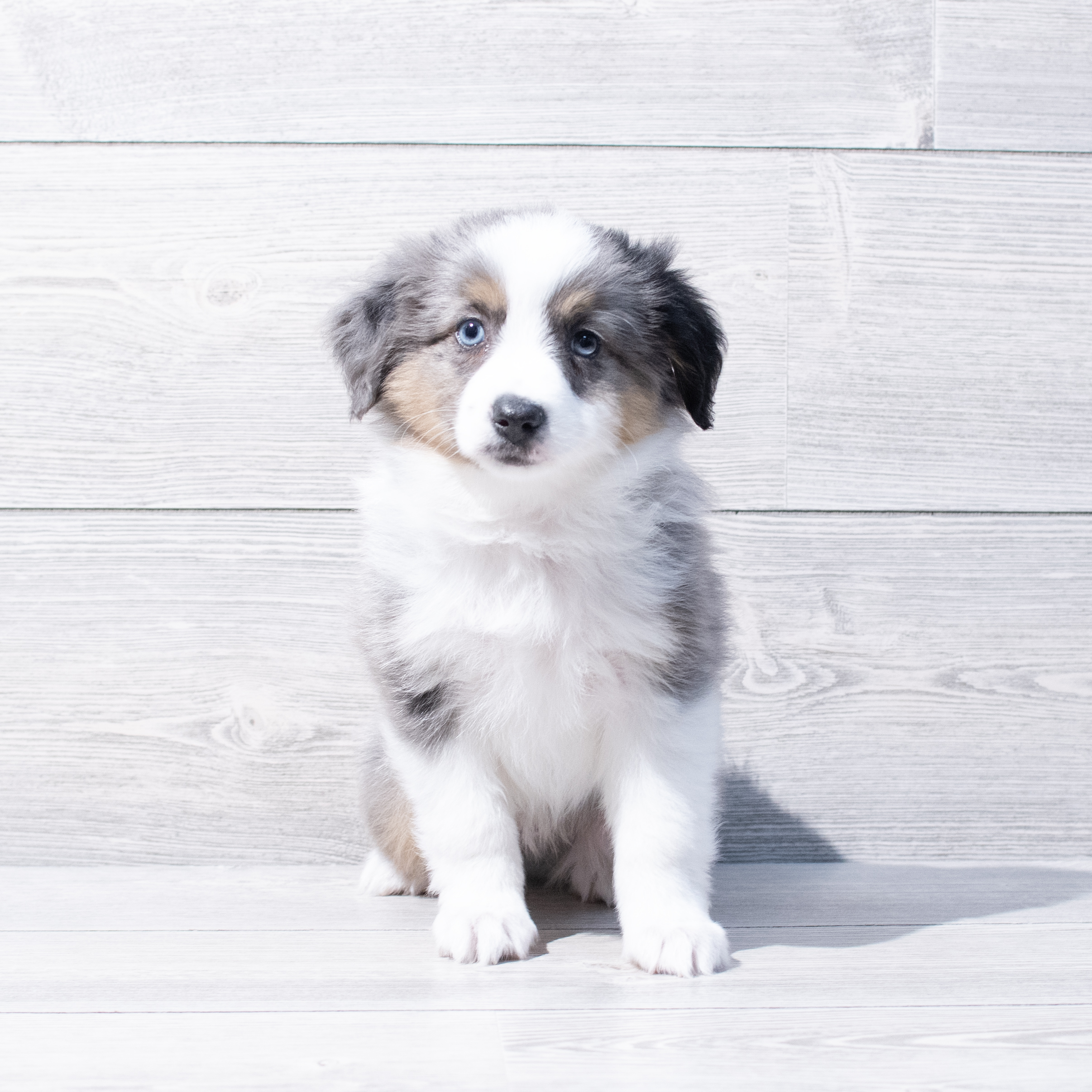 Miniature Australian Shepherd (M) 1795 Image #1