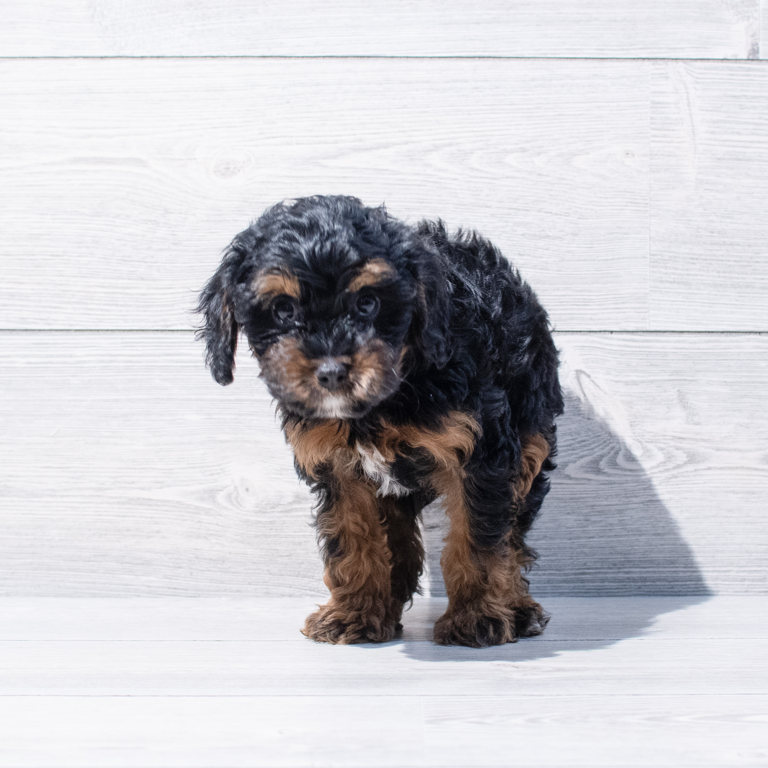 Cavapoo (M) 1793 Image #1