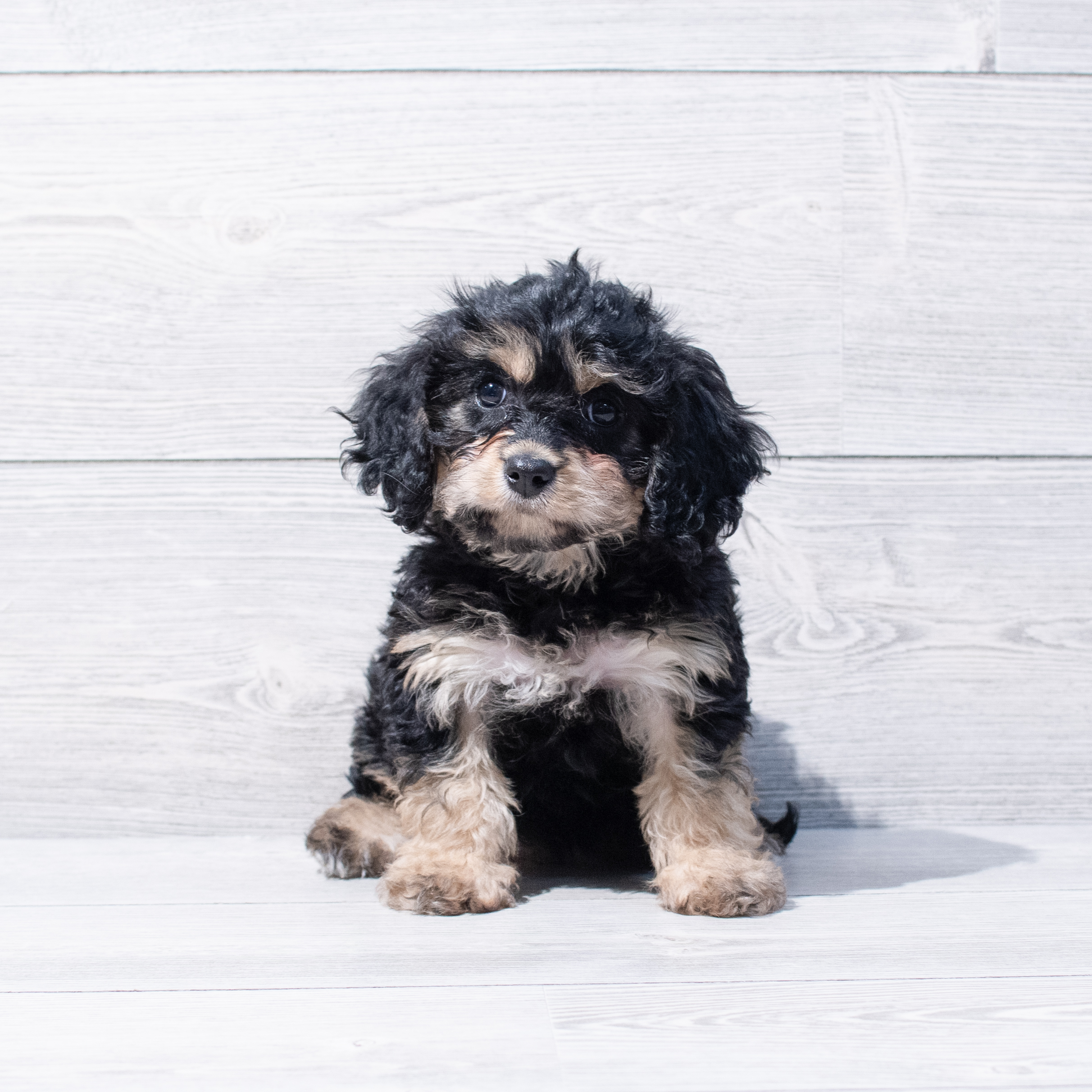 Cavachon (F) 1794 Image #1