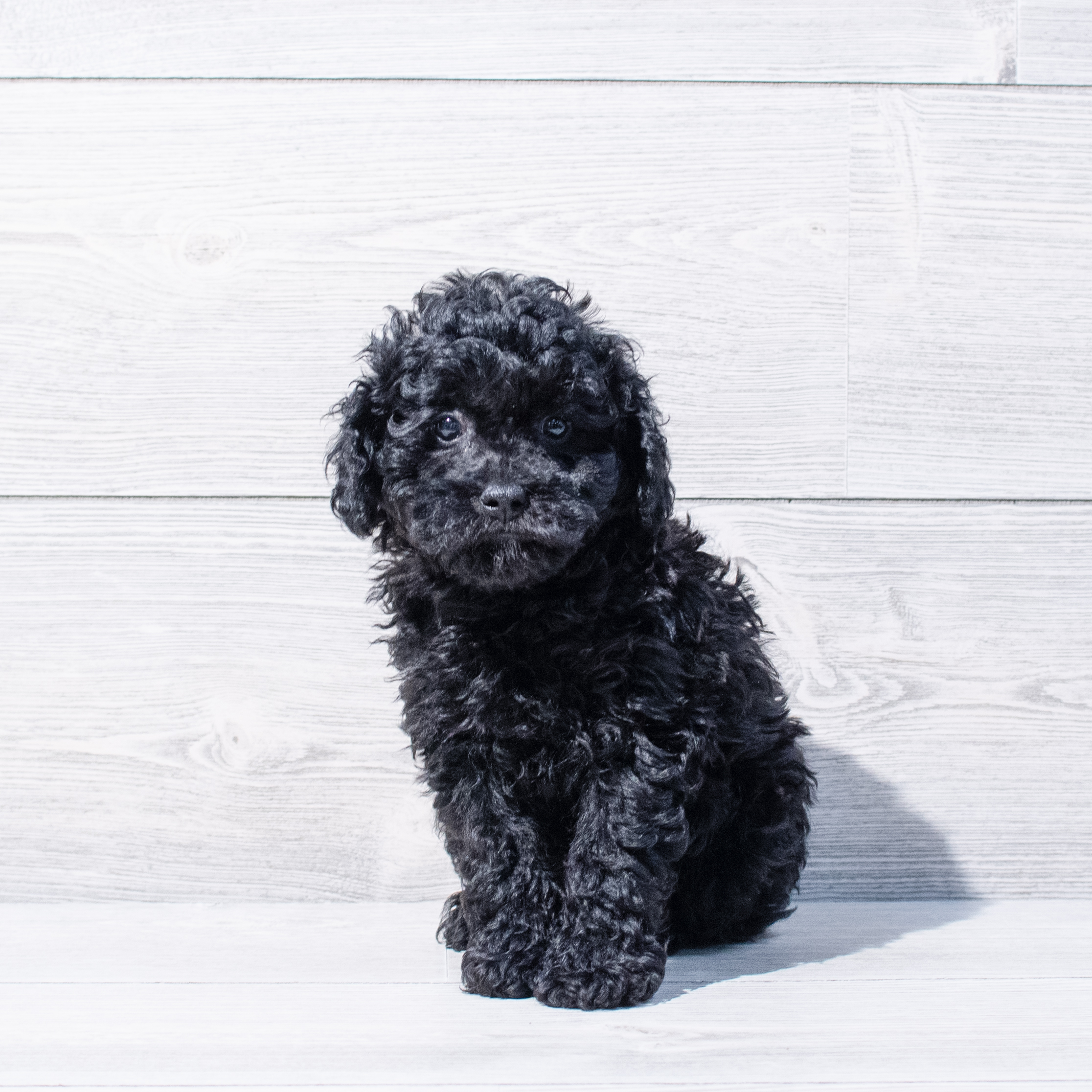 Poodle Mini (M) 1799 Image #1