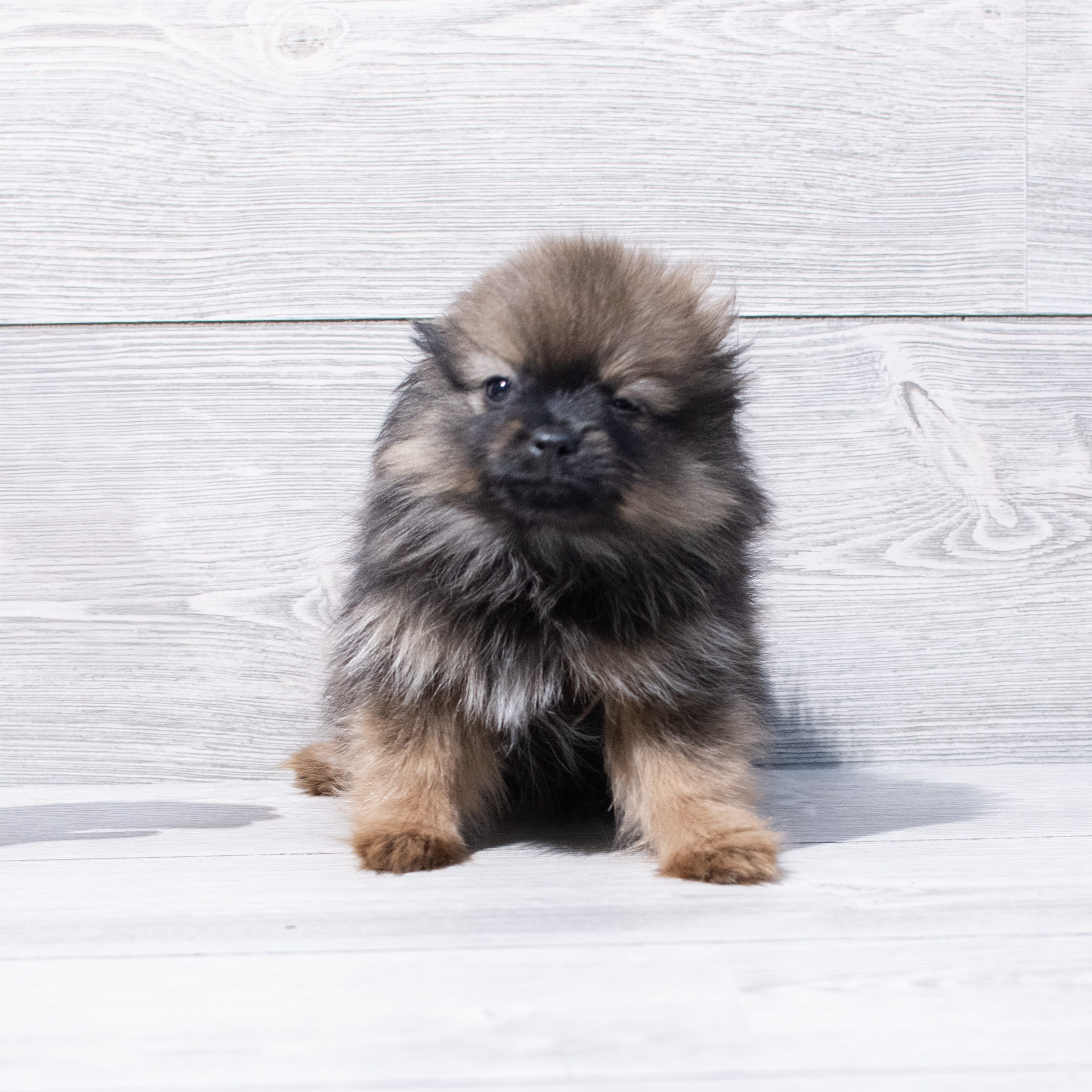 Pomeranian (M) 1798 Image #1