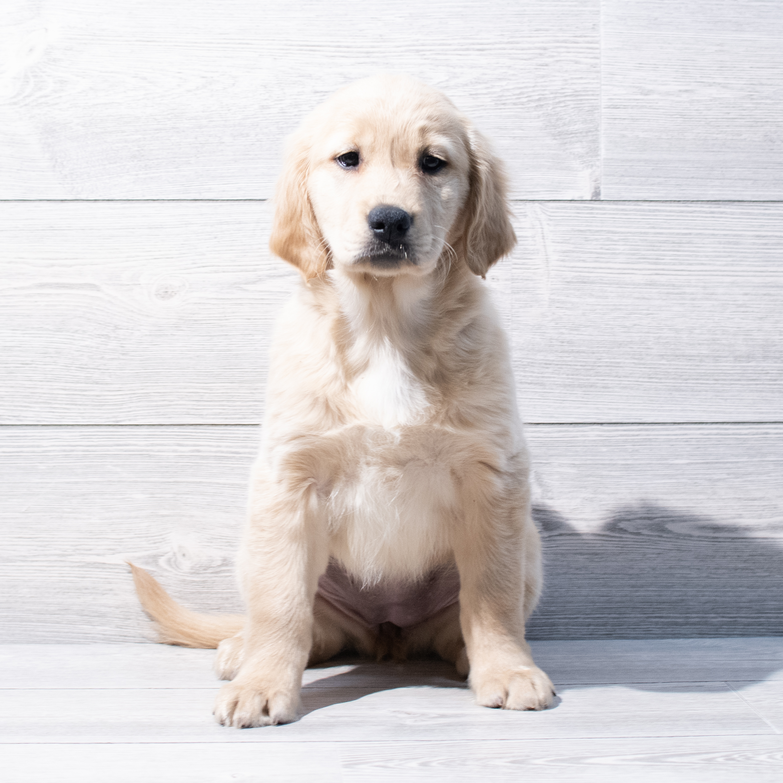 Golden Retriever (F) 1797 Image #1