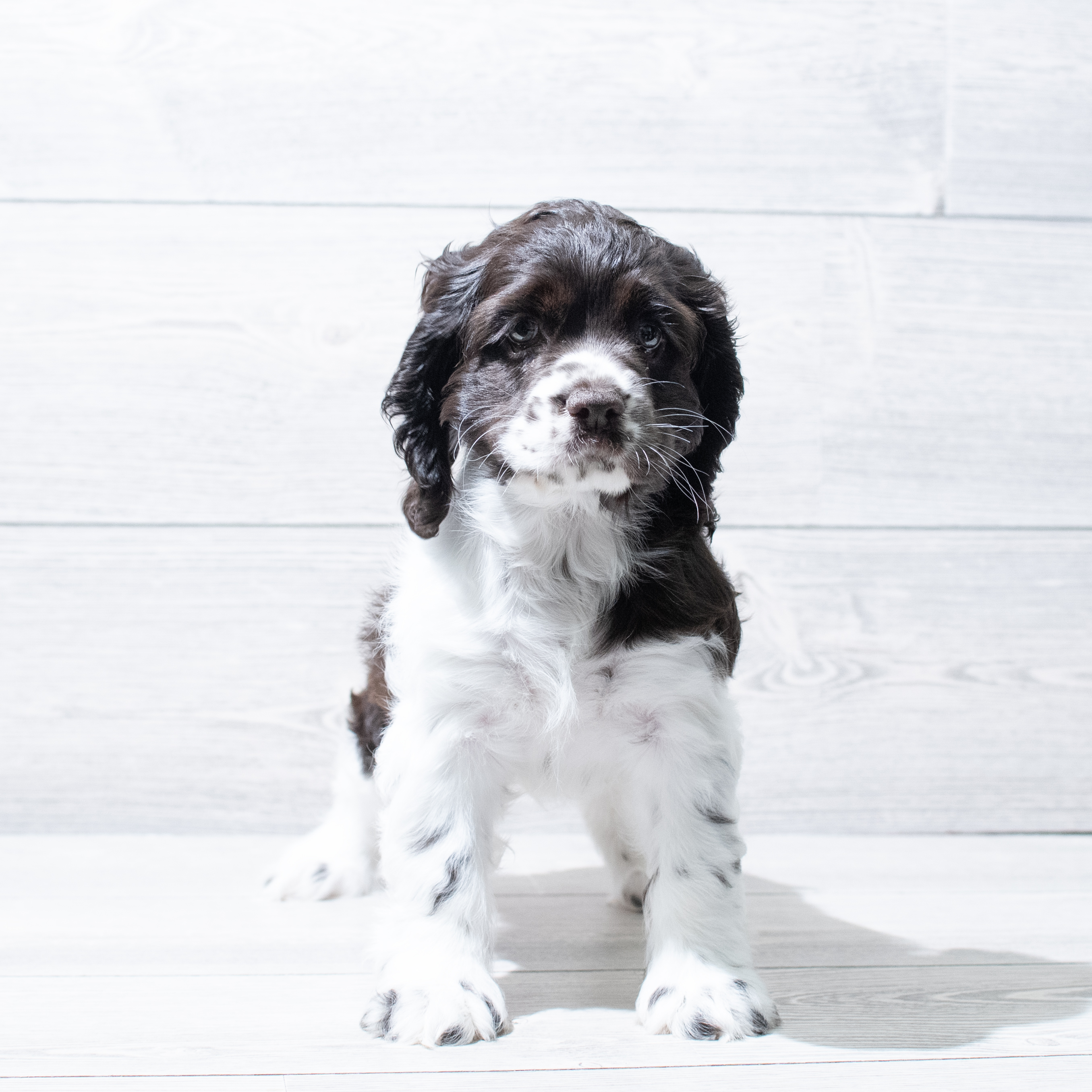 Cocker Spaniel (F) 5120 Image #1