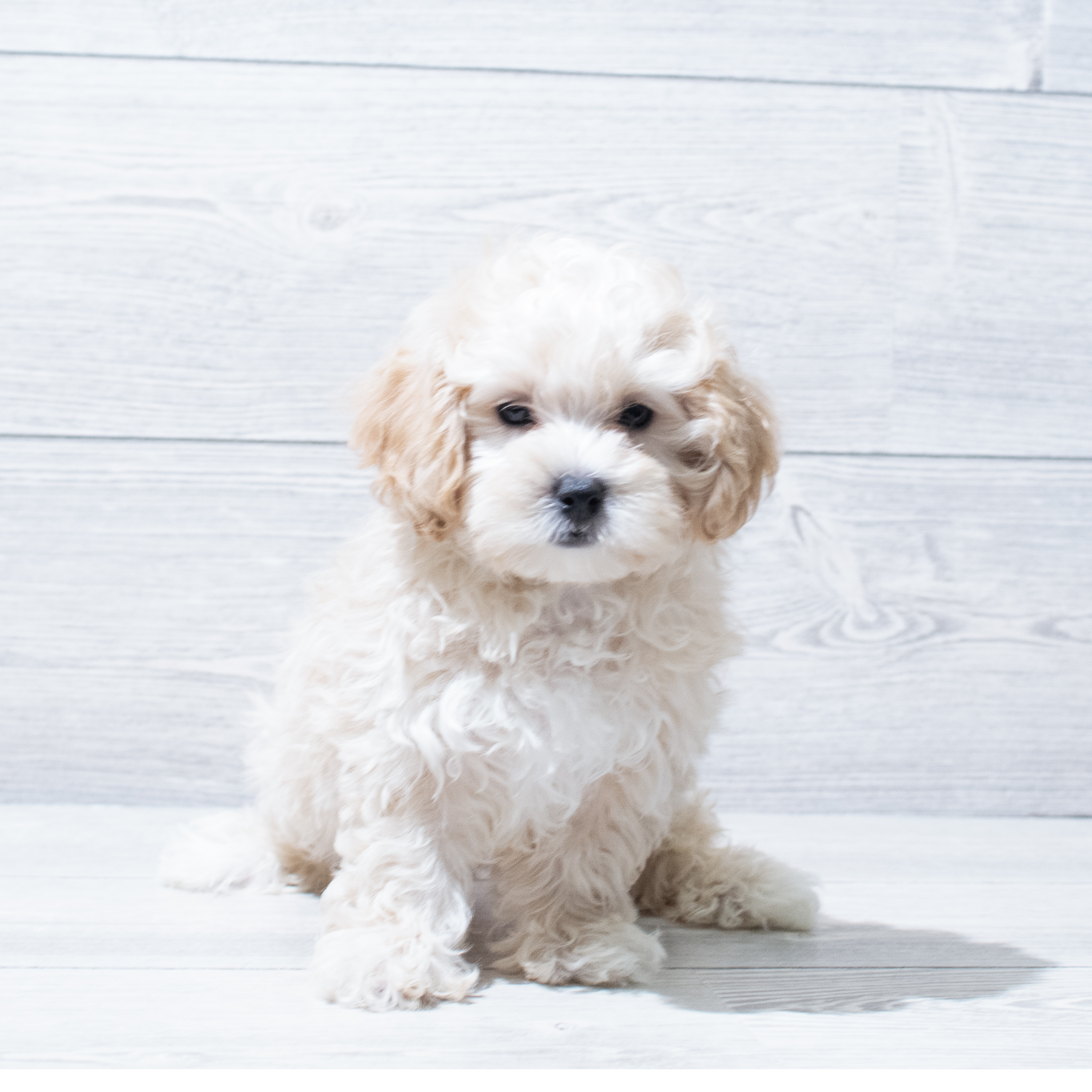 Maltipoo (M) 5122 Image #1