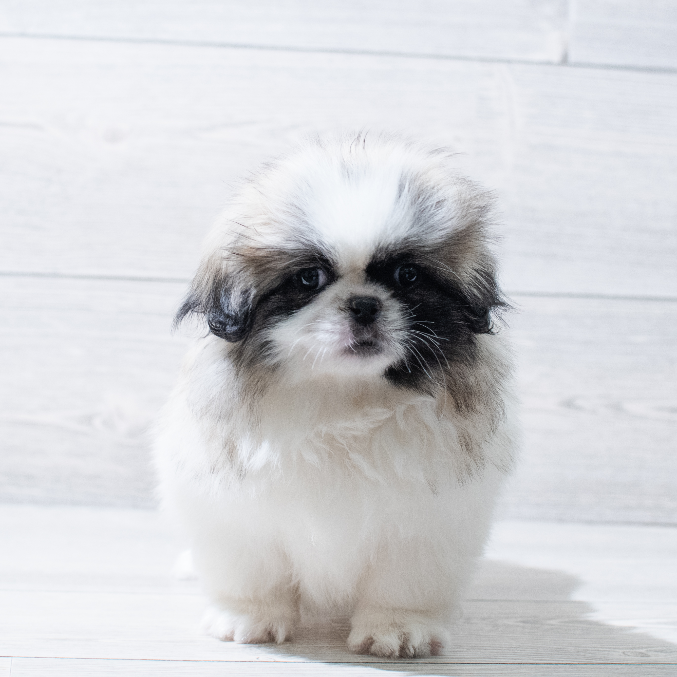 Pekingese (F) 5123 Image #1