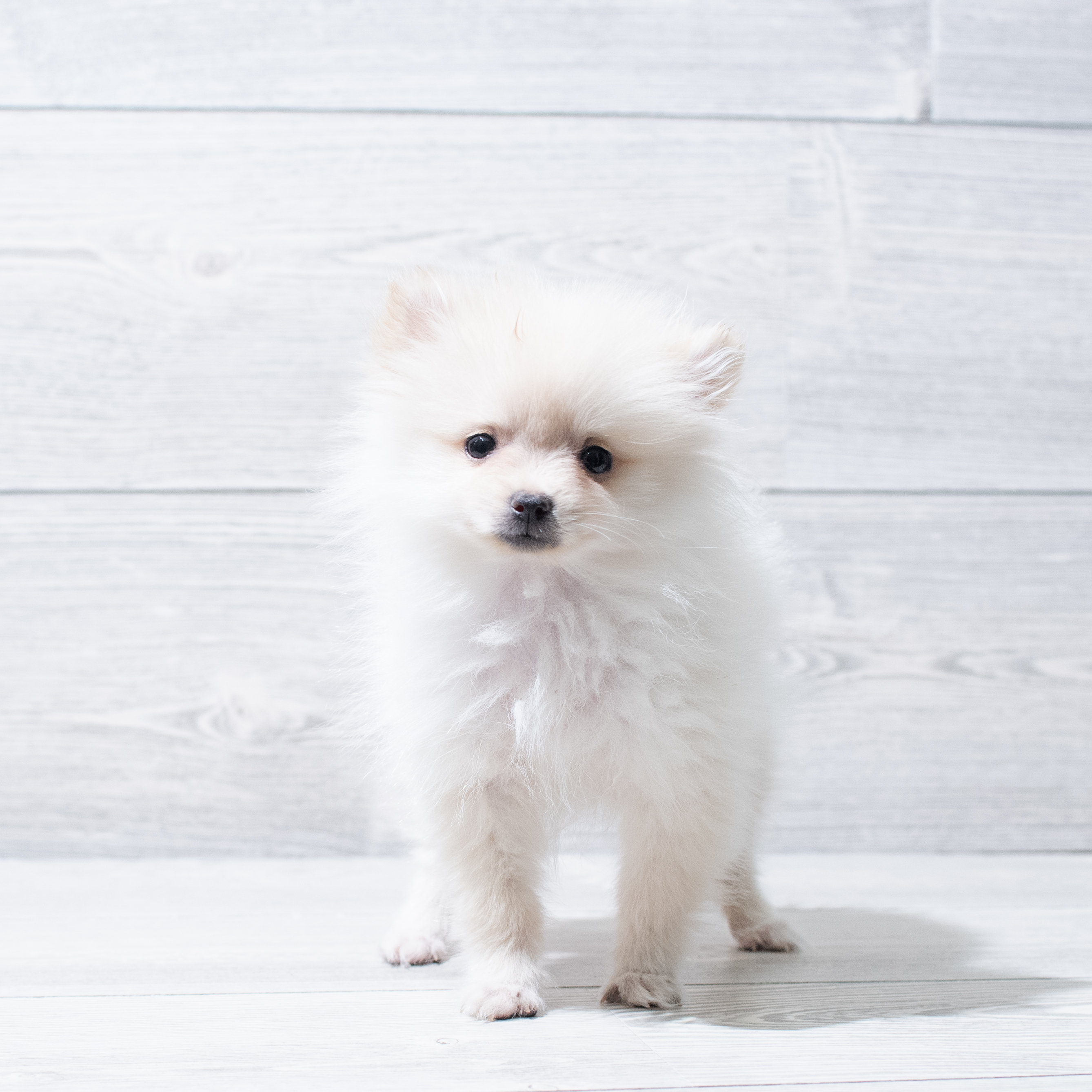 Pomeranian (F) 5124 Image #1