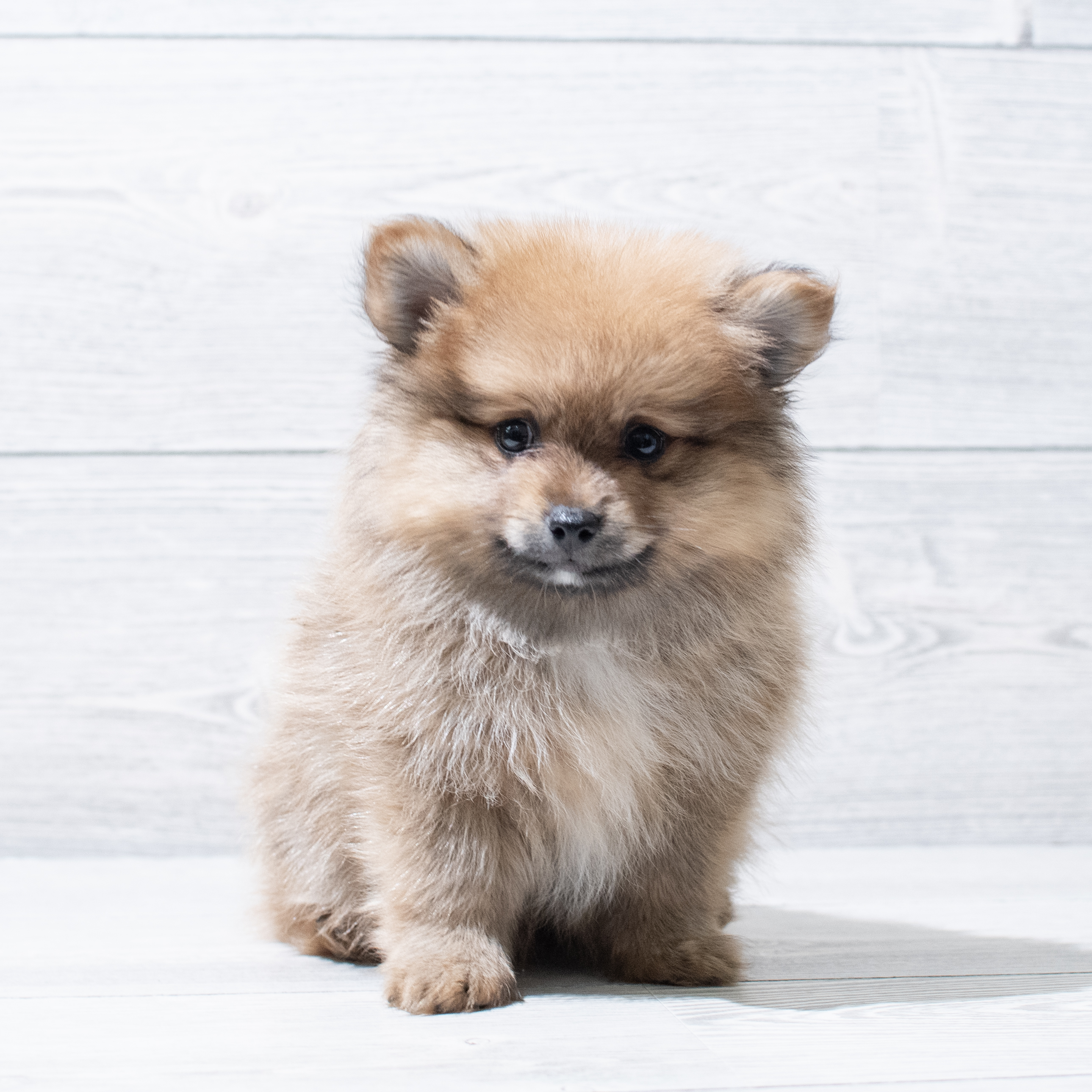 Pomeranian (M) 5118 Image #1