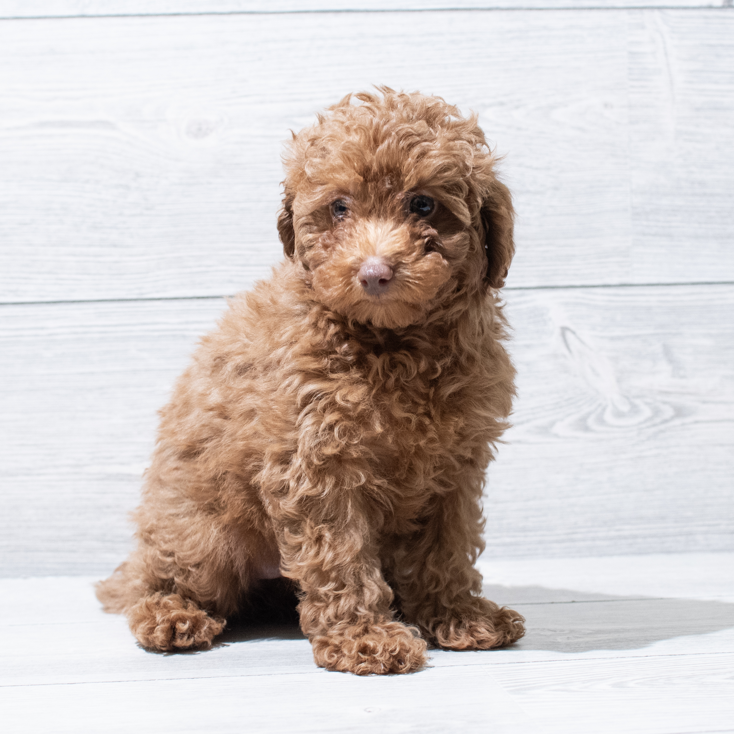 Poodle Mini (F) 5125 Image #1