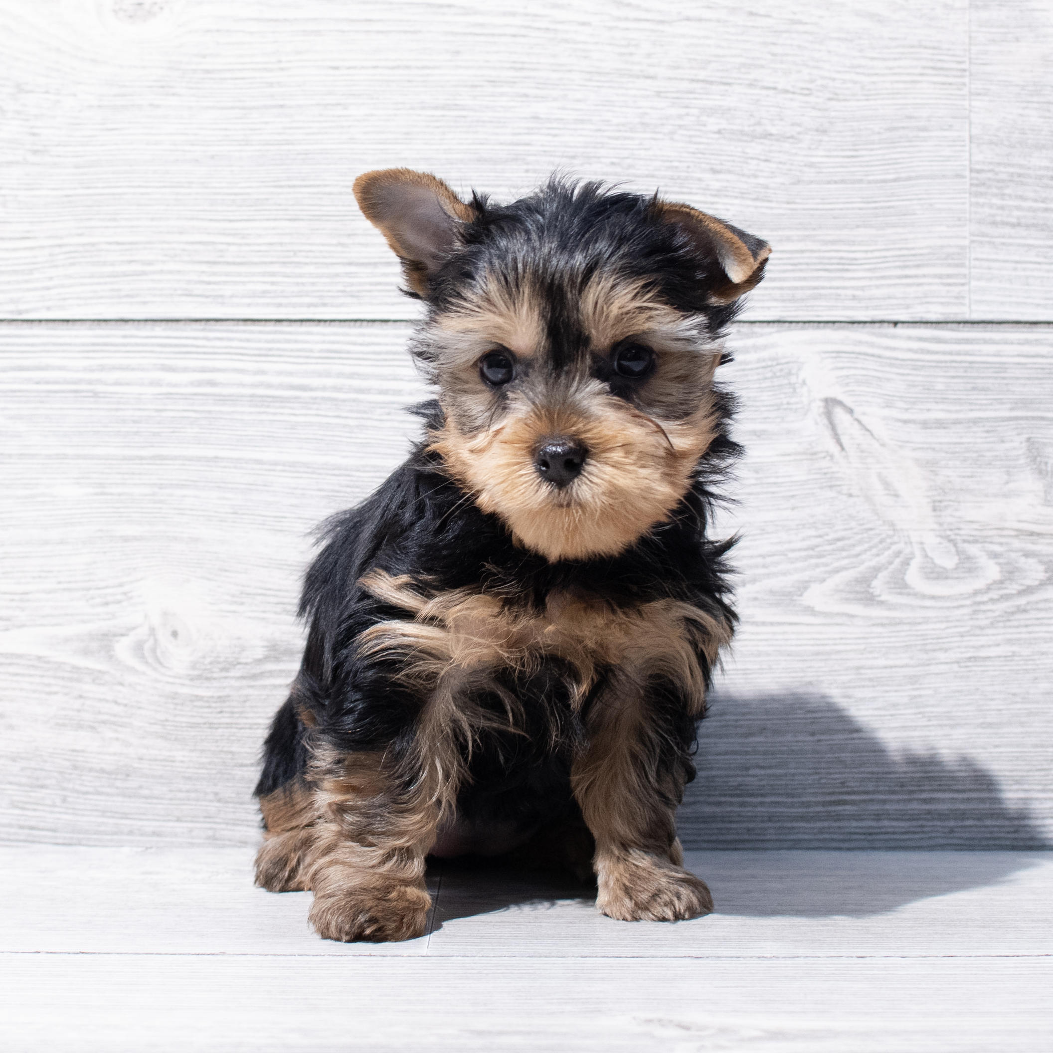 Yorkshire Terrier (F) 1811 Image #1