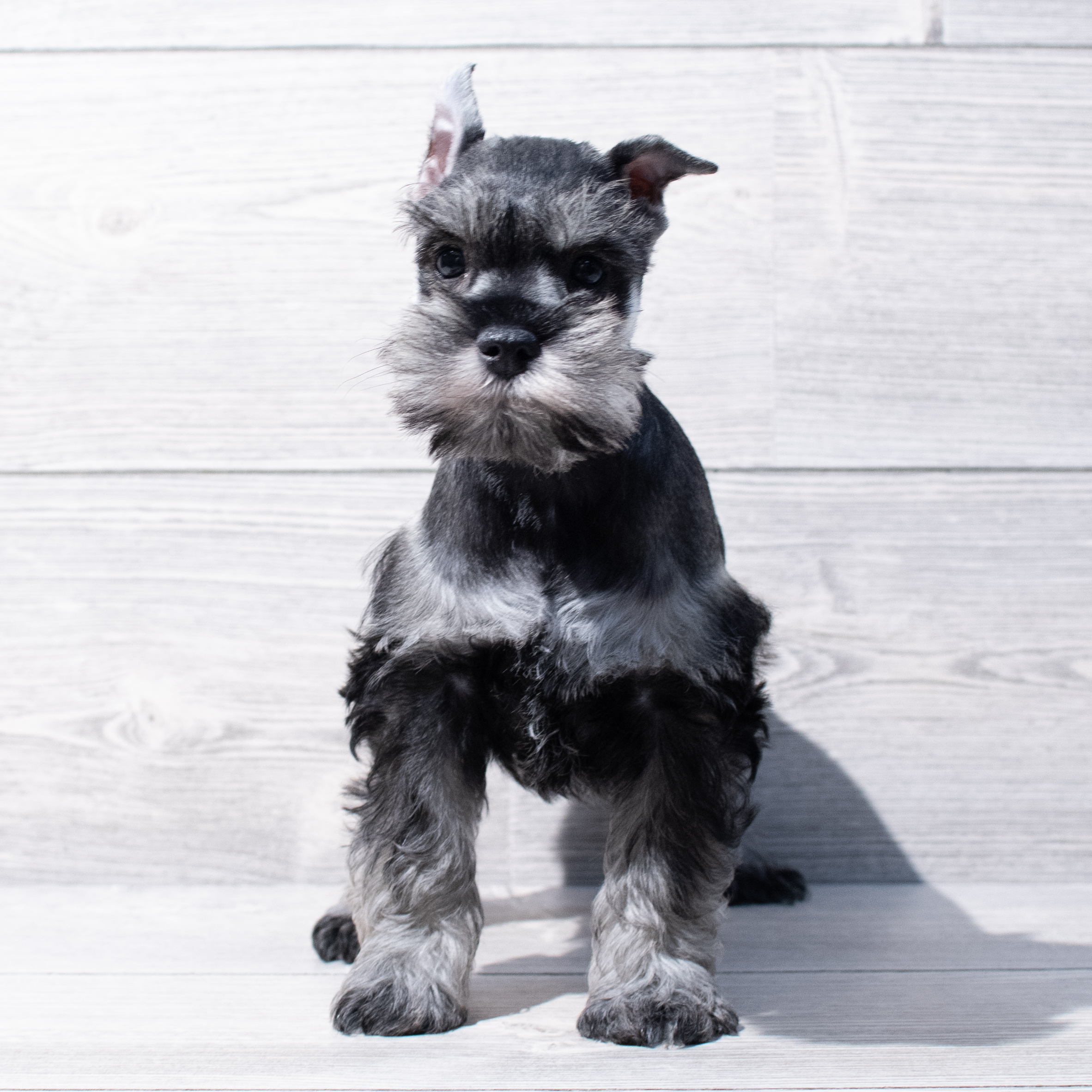 Miniature Schnauzer (M) 1810 Image #1