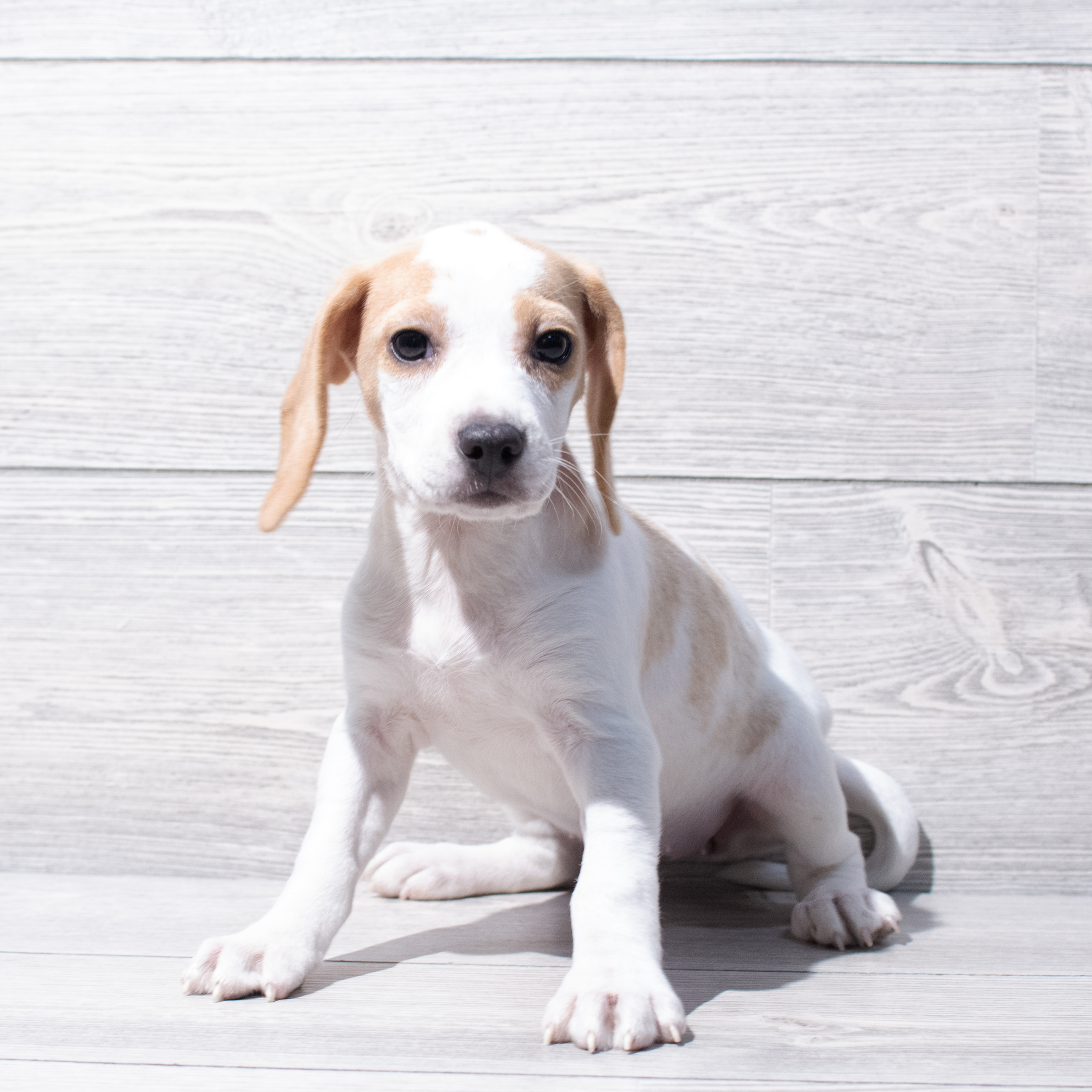 Beagle (F) 1809 Image #1