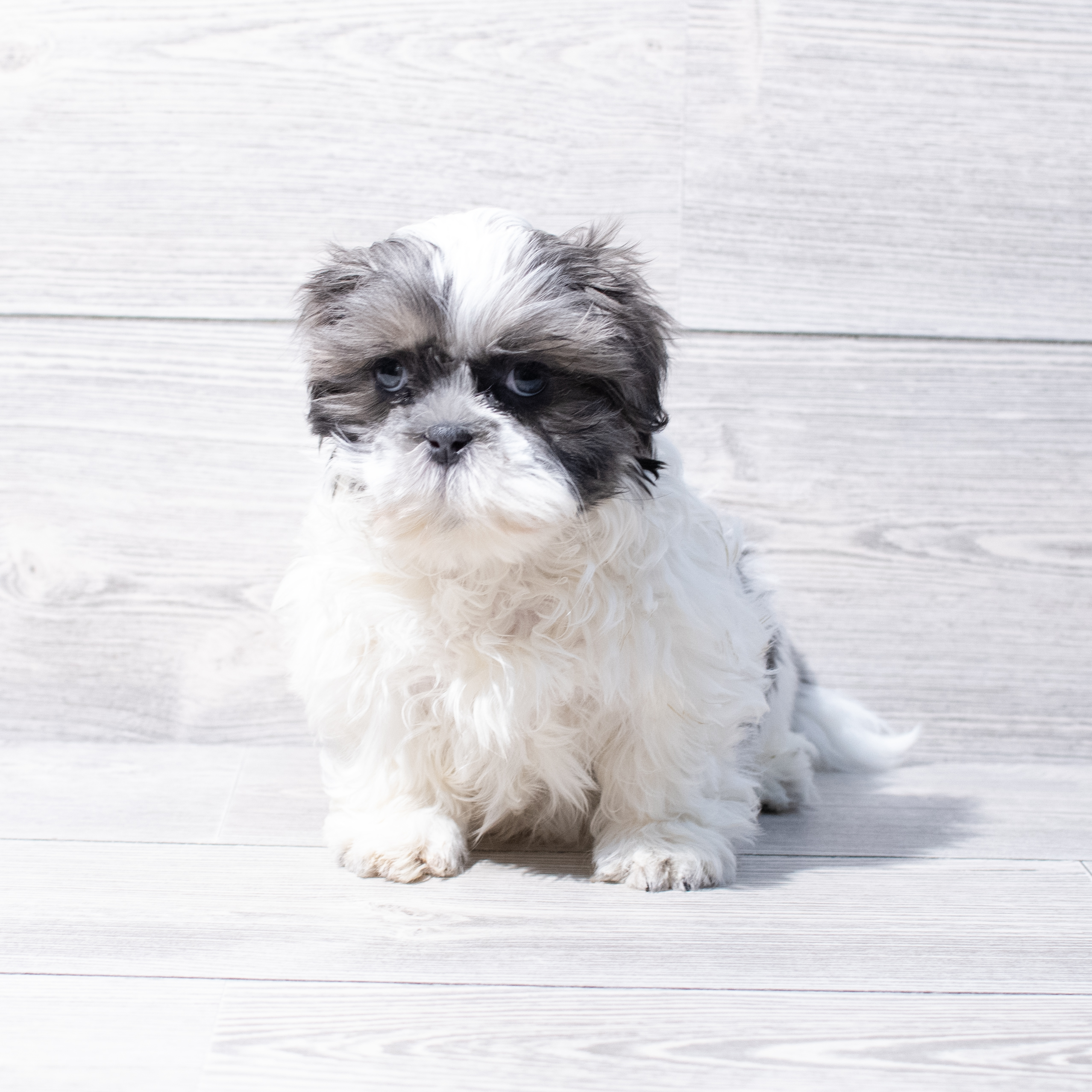 Shih Tzu (F) 1804 Image #1