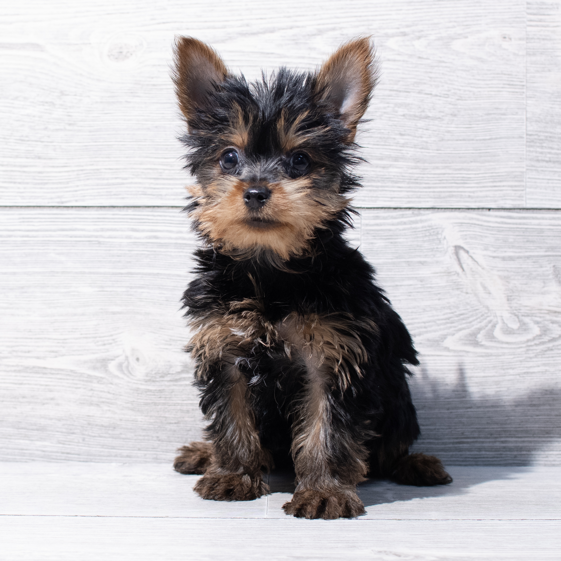 Yorkshire Terrier (M) 1805 Image #1