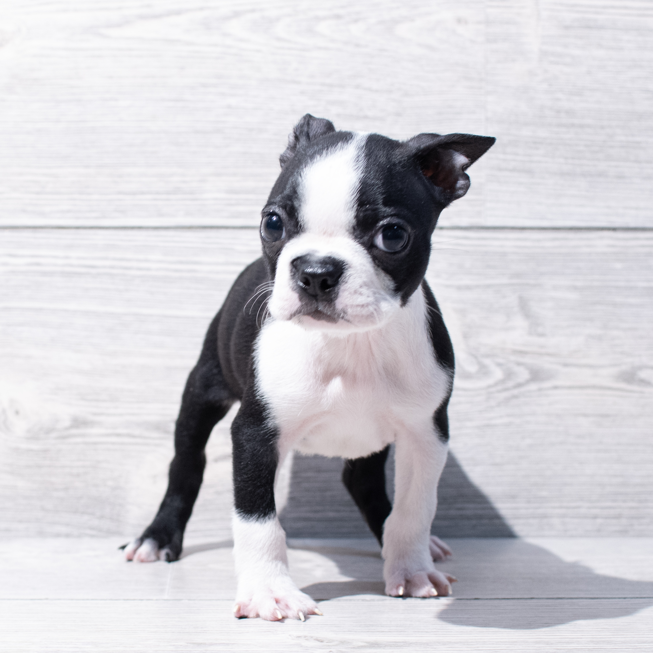 Boston Terrier (M-N) 1800 Image #1