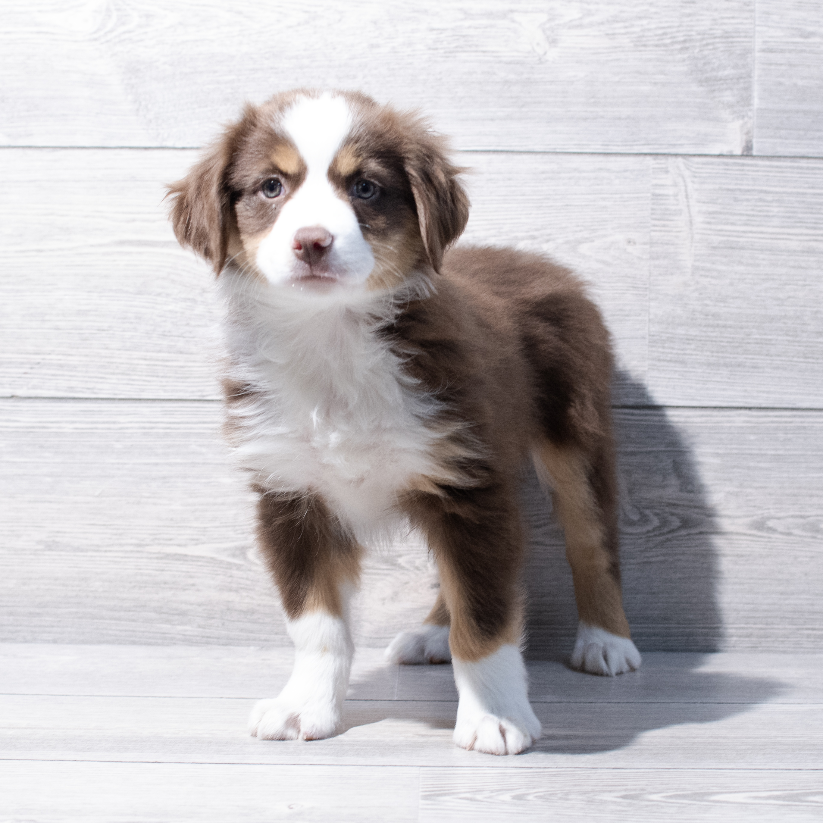 Miniature Australian Shepherd (F) 1803 Image #1