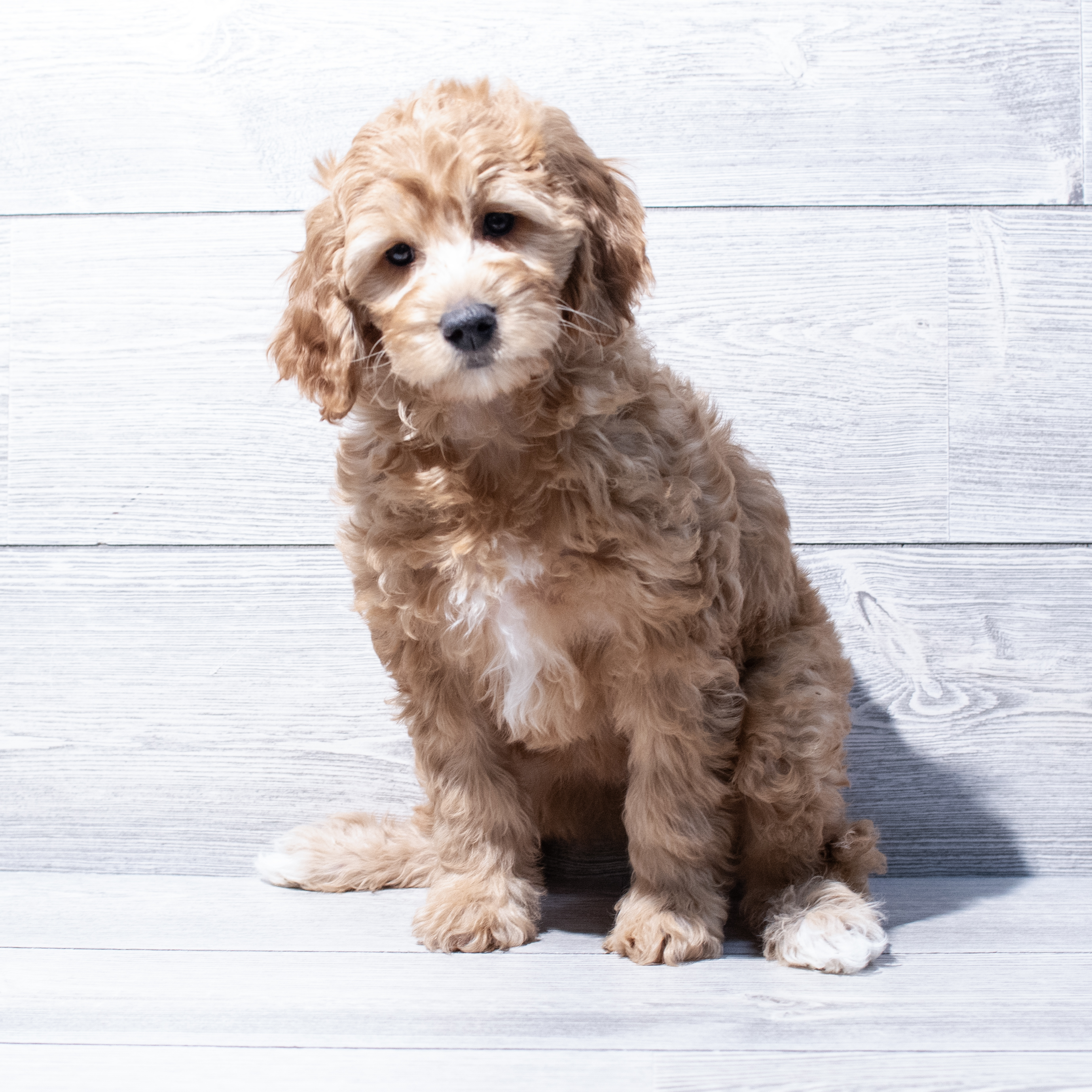 Goldendoodle Mini F1b (F) 1806 Image #1