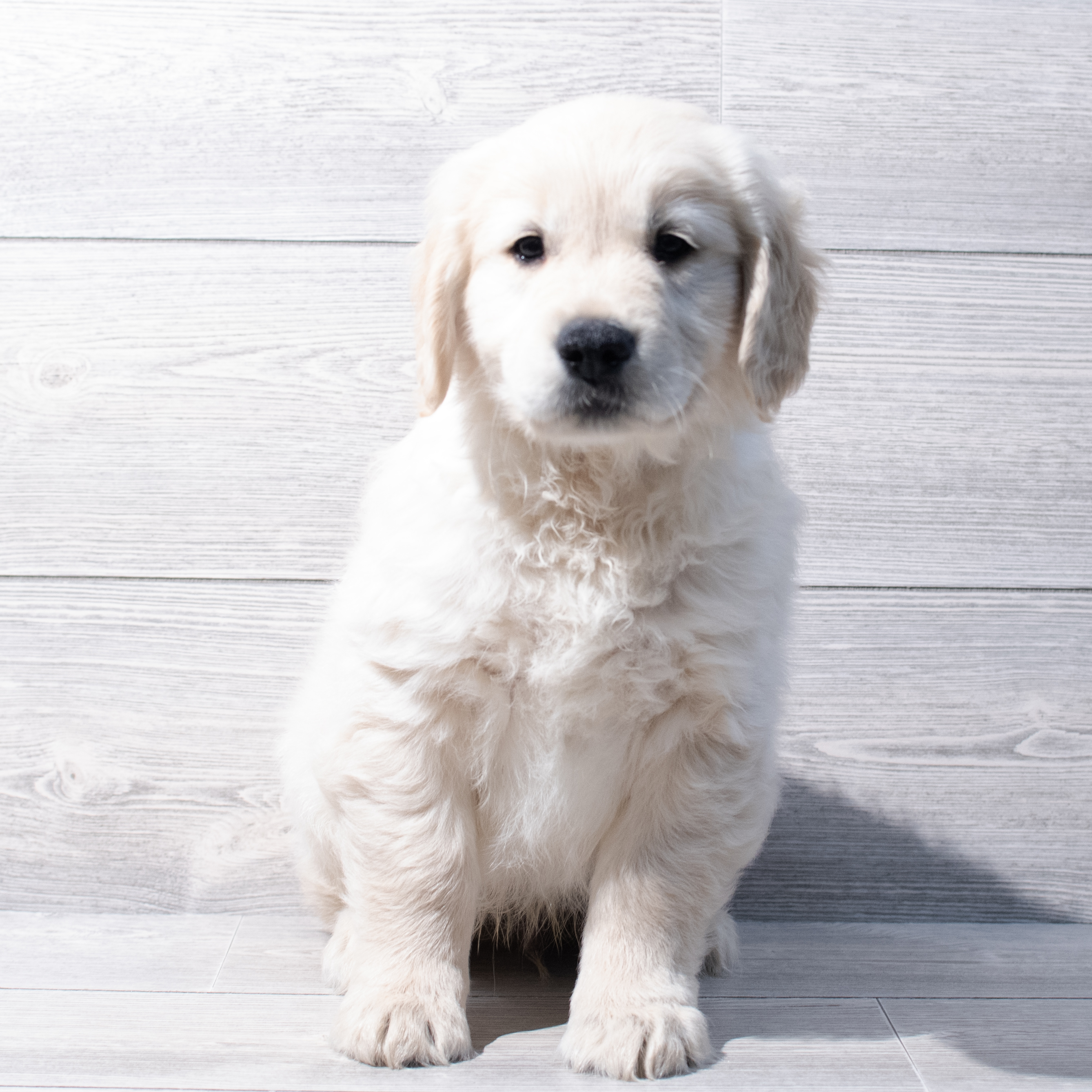 Golden Retriever (M) 1807 Image #1