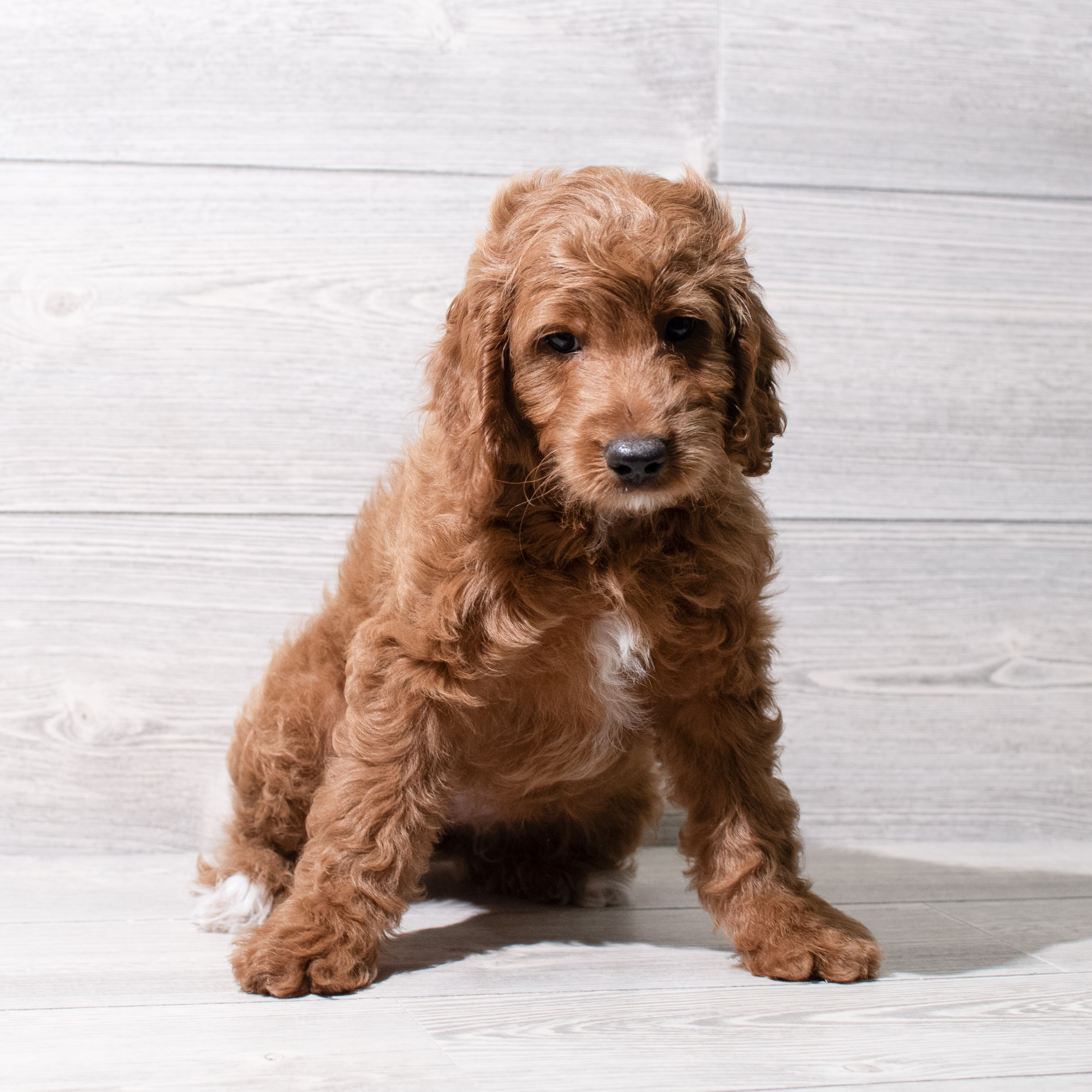 Goldendoodle Mini F1b (F) 5128 Image #1