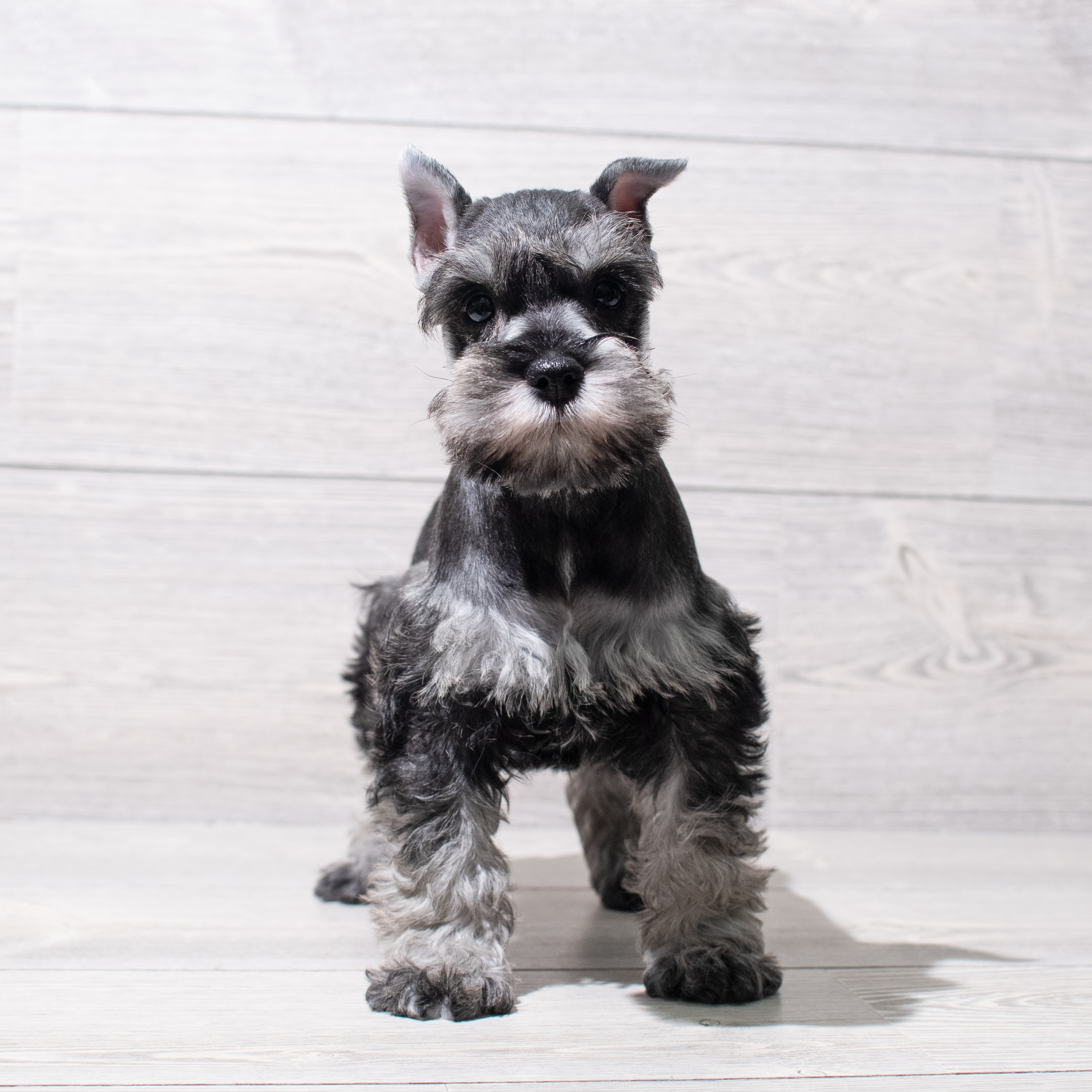 Miniature Schnauzer (F) 5130 Image #1