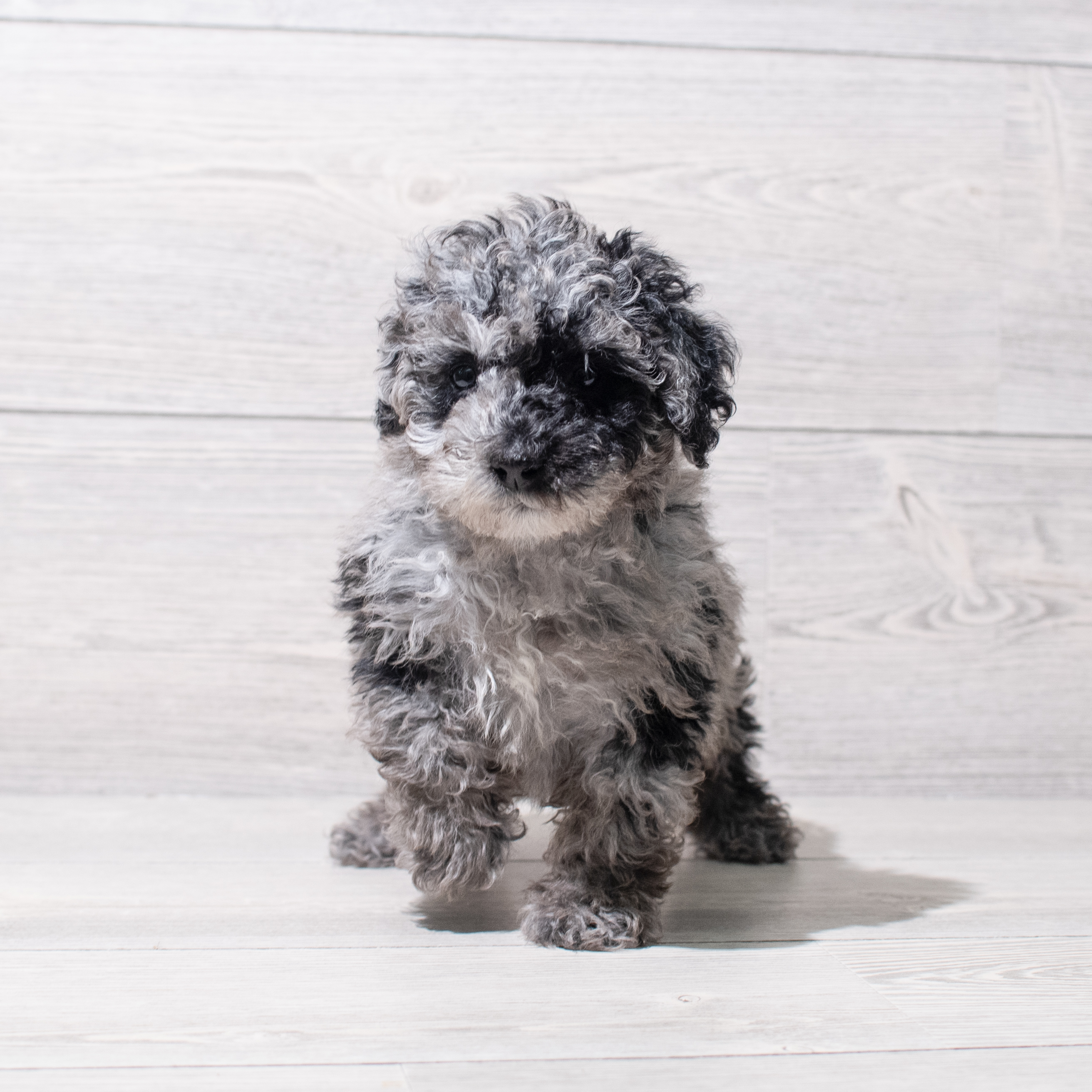 Poodle Mini (M) 5132 Image #1