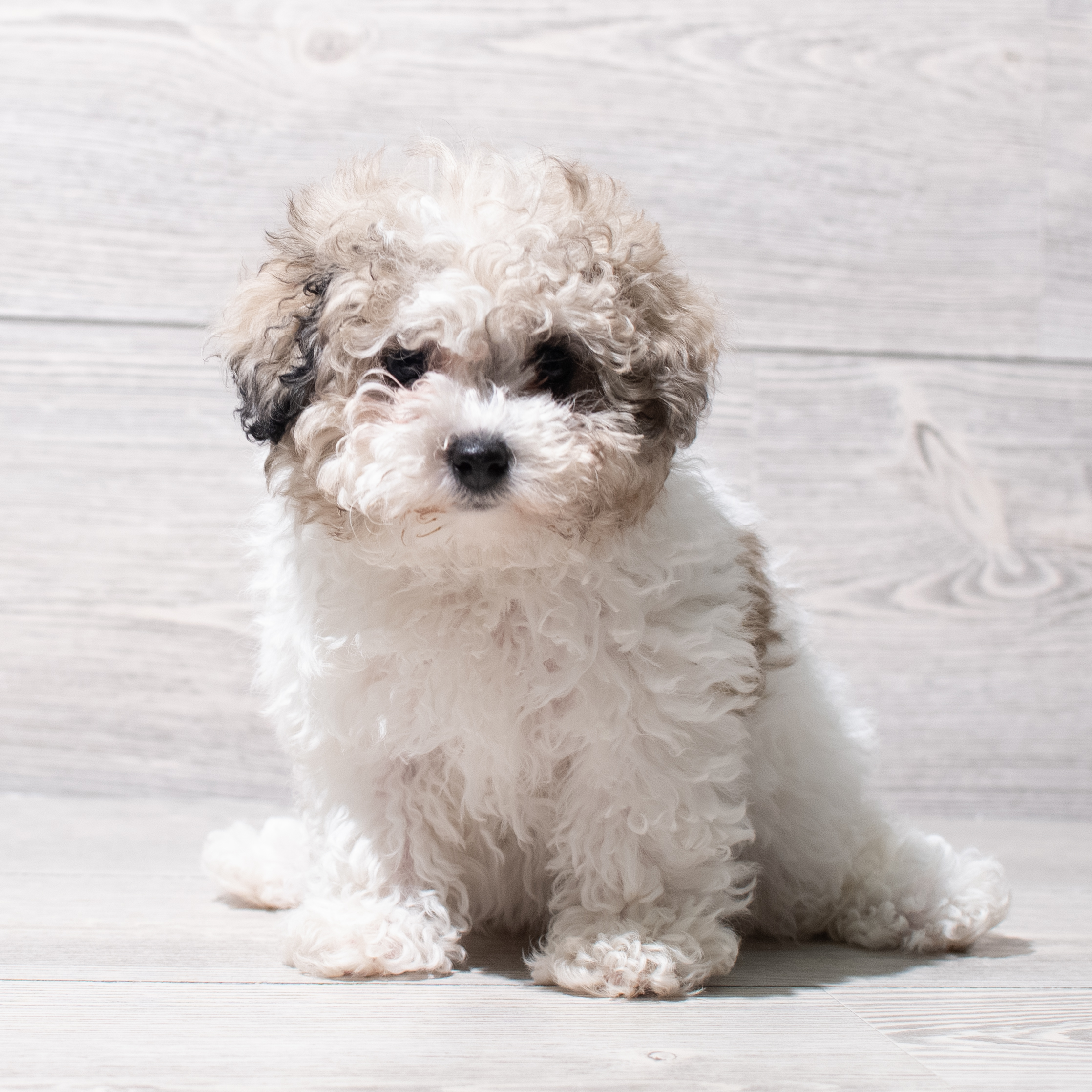 Poodle Mini (F) 5140 Image #1