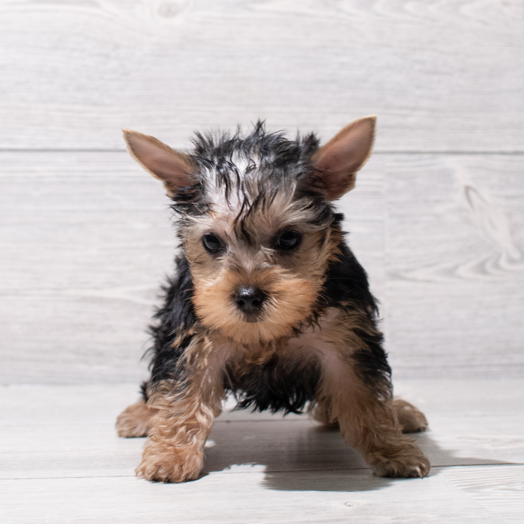 Yorkshire Terrier (M) 5131 Image #1