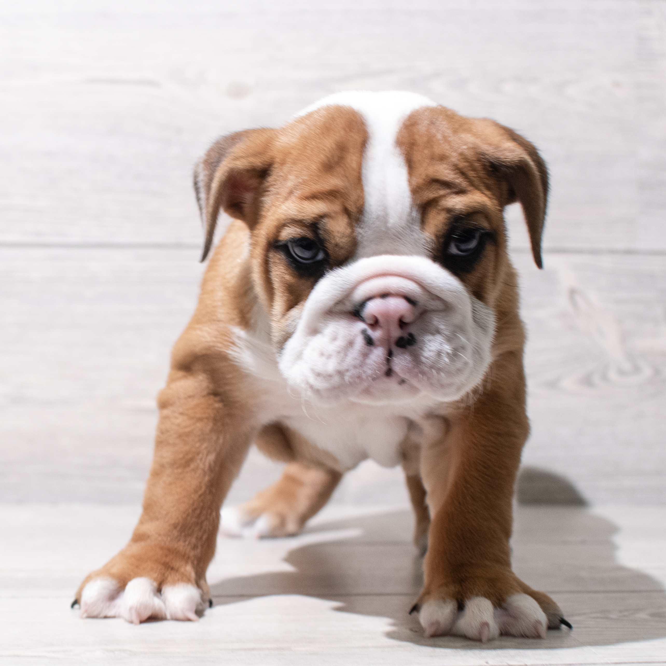 English Bulldog (F) 5138 Image #1