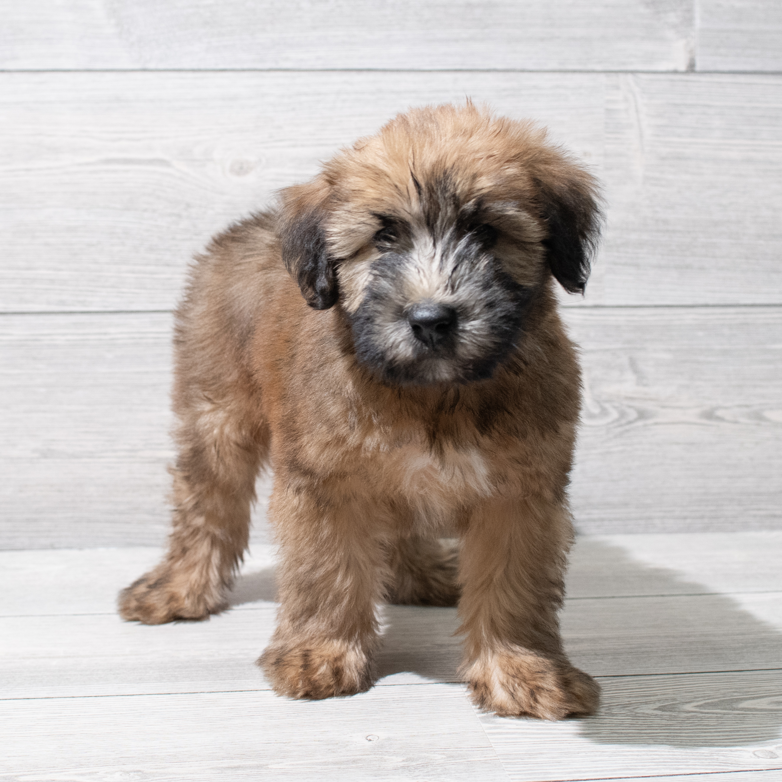 Soft Coated Wheaten Terrier (M) 5143 Image #1