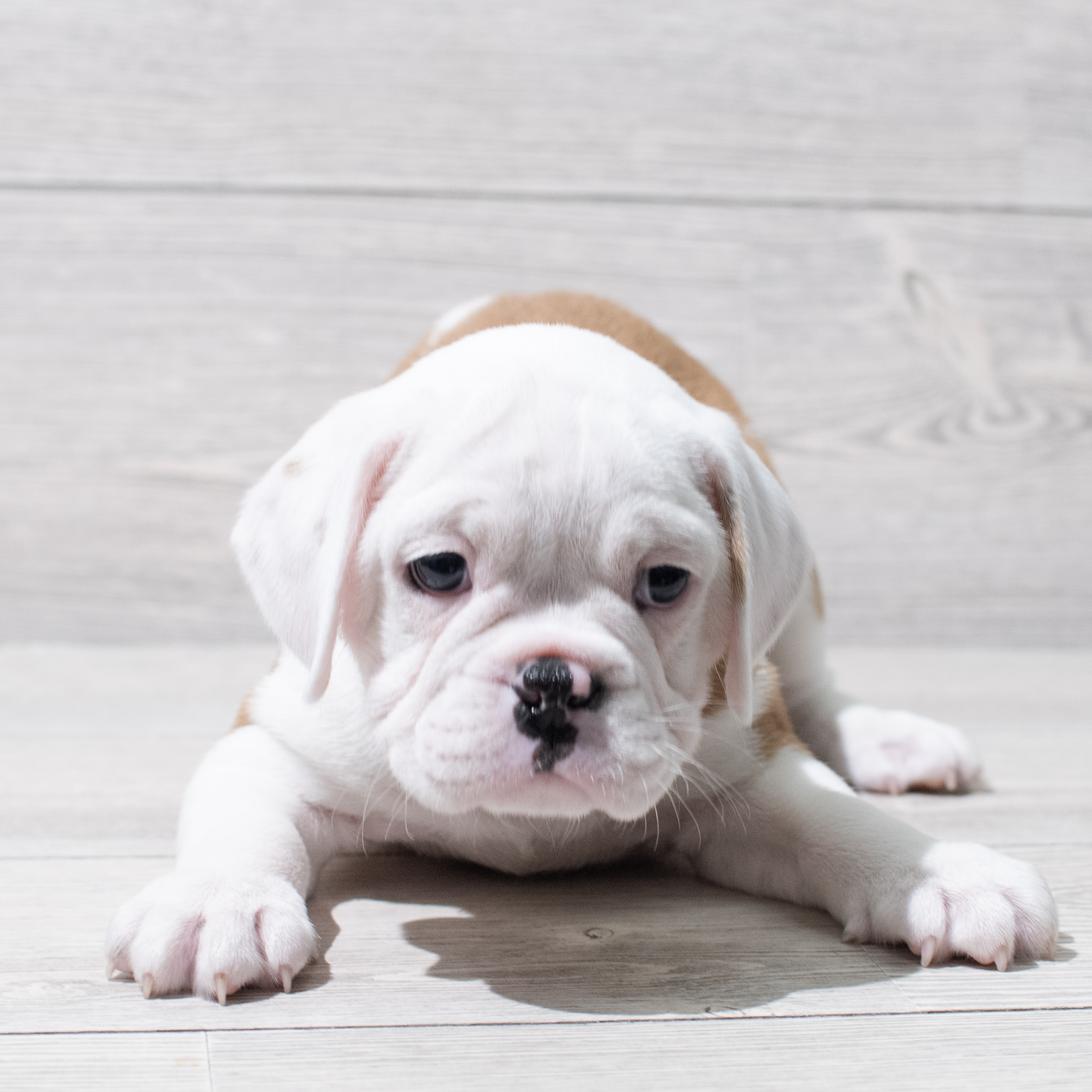 Mini Bullies (M) 5142 Image #1