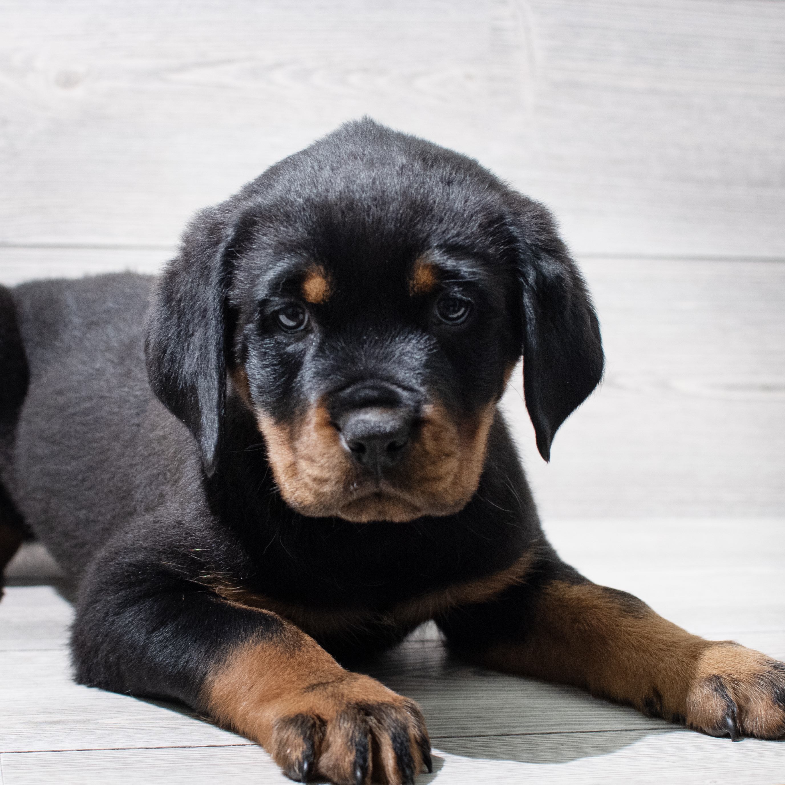 Rottweiler (M) 5141 Image #1