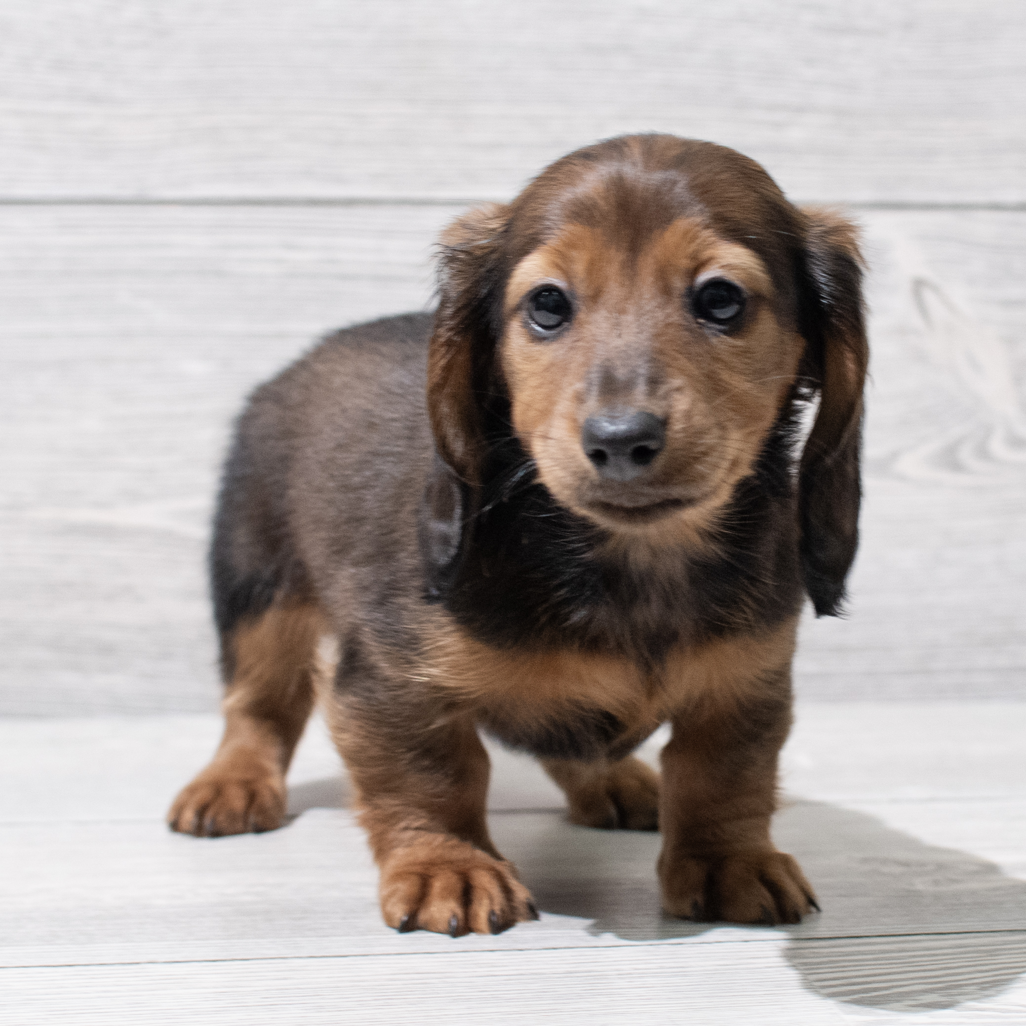 Dachshund (F) 5147 Image #1