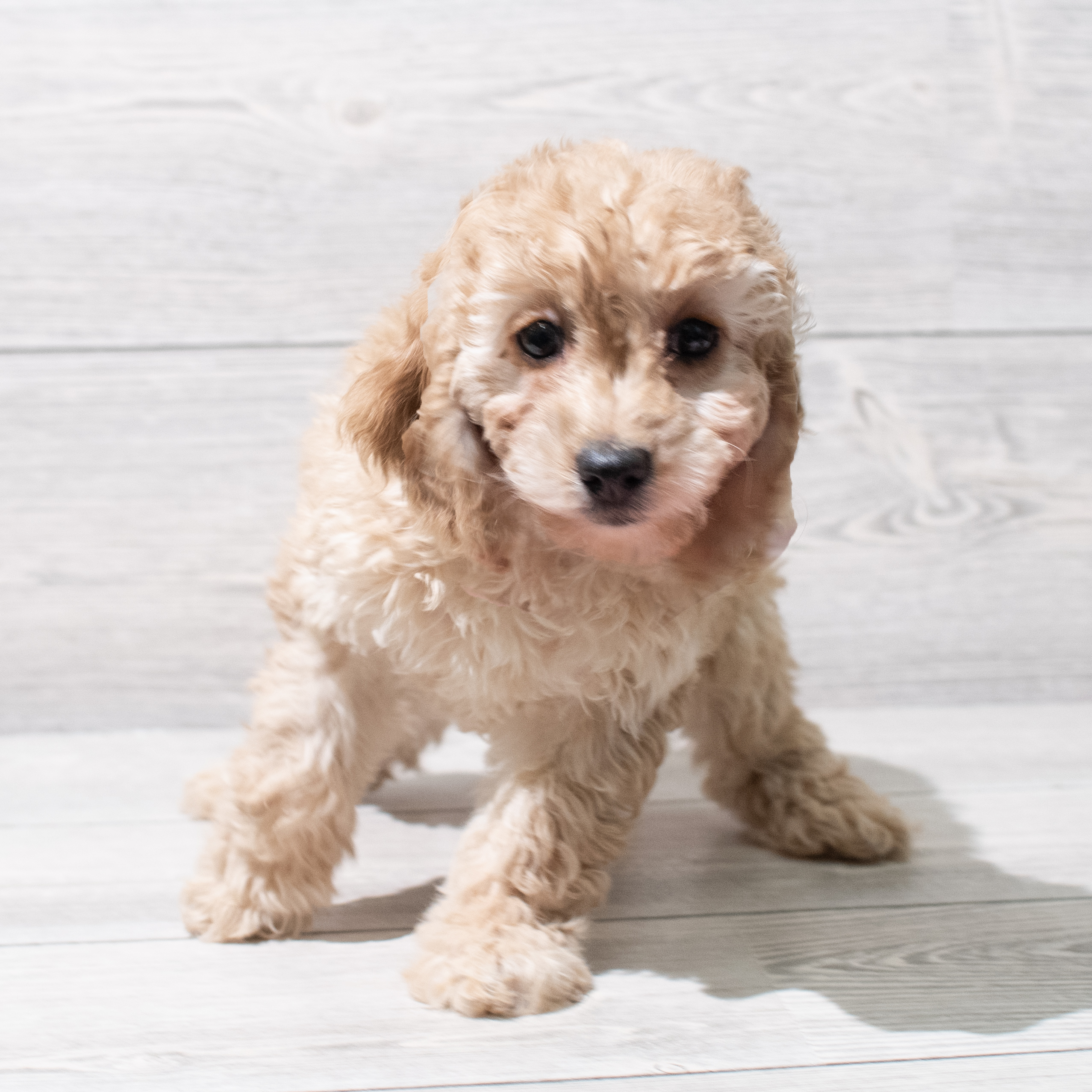 Cavapoo F1 (F) 5146 Image #1