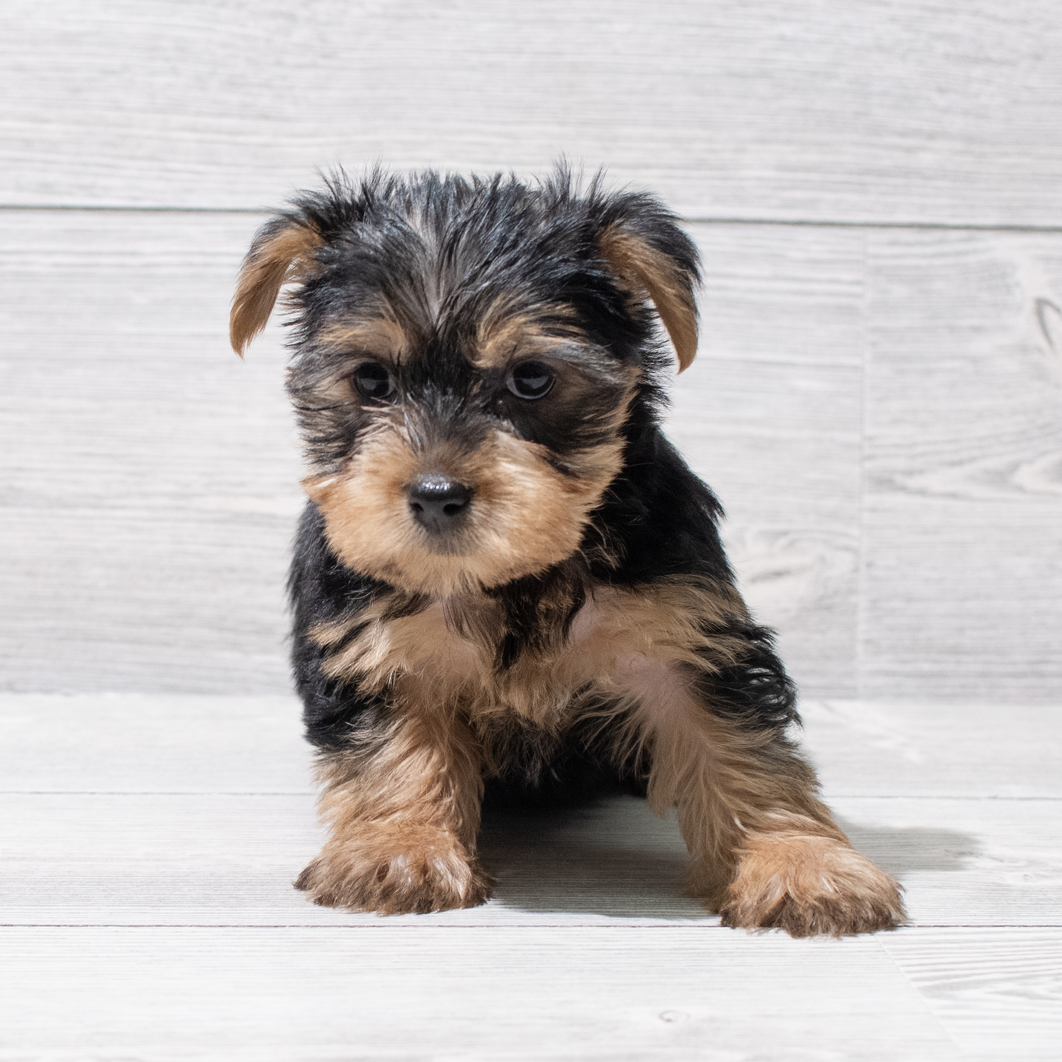 Yorkshire Terrier (F) 5145 Image #1