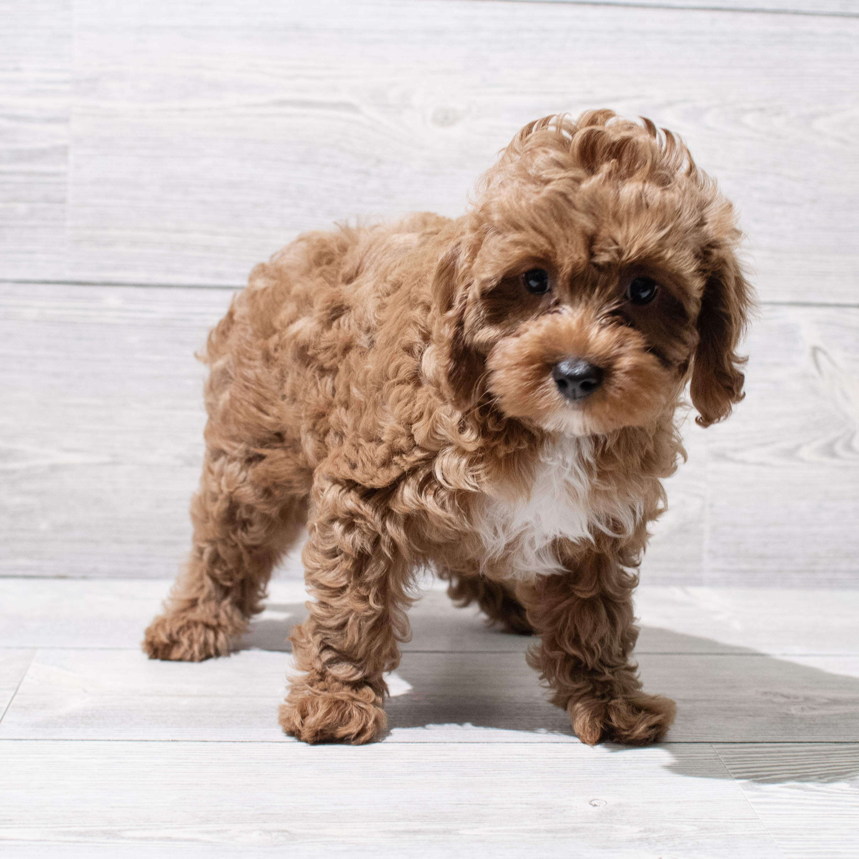 Cavapoo (F) 5144 Image #1