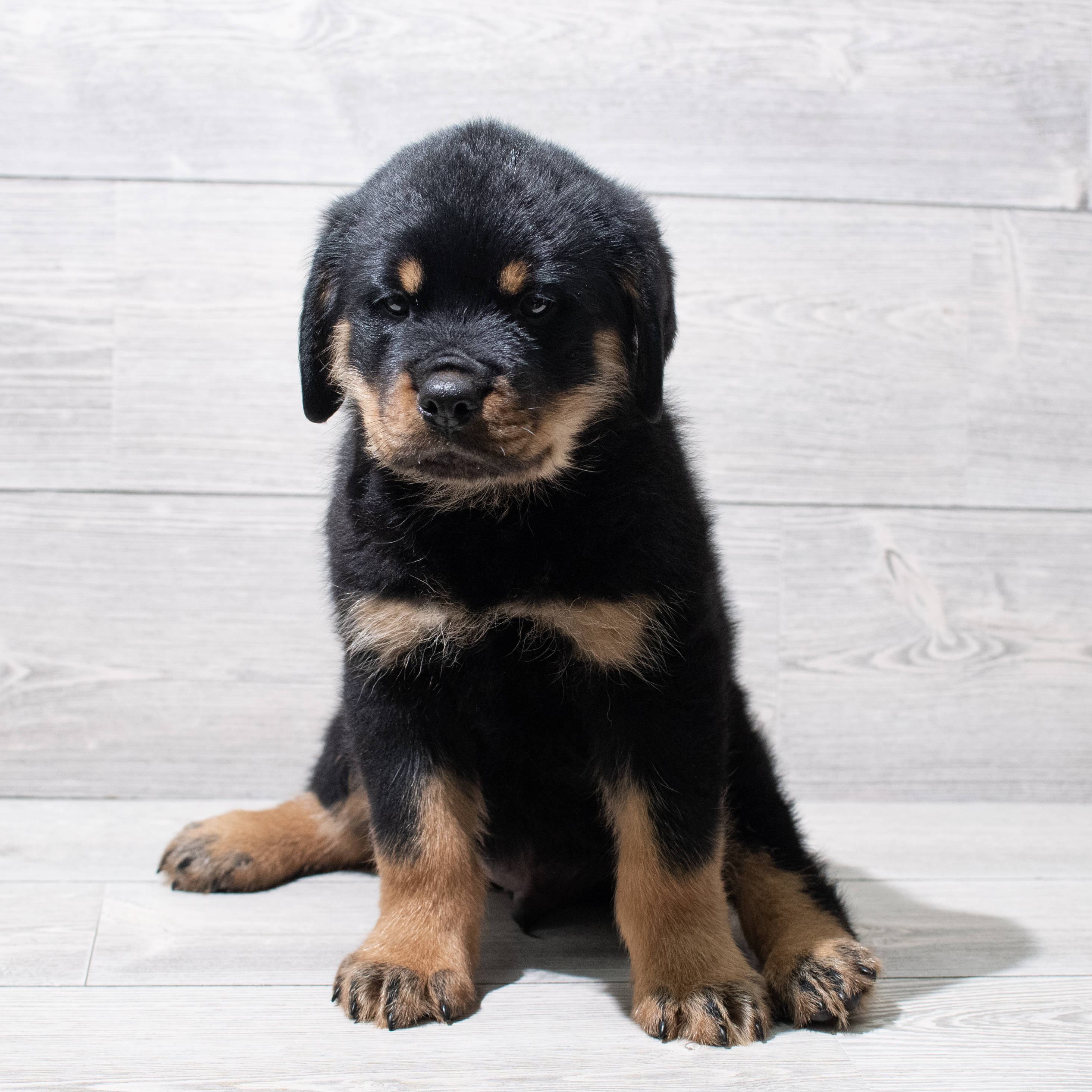 Rottweiler (M) 5158 Image #1