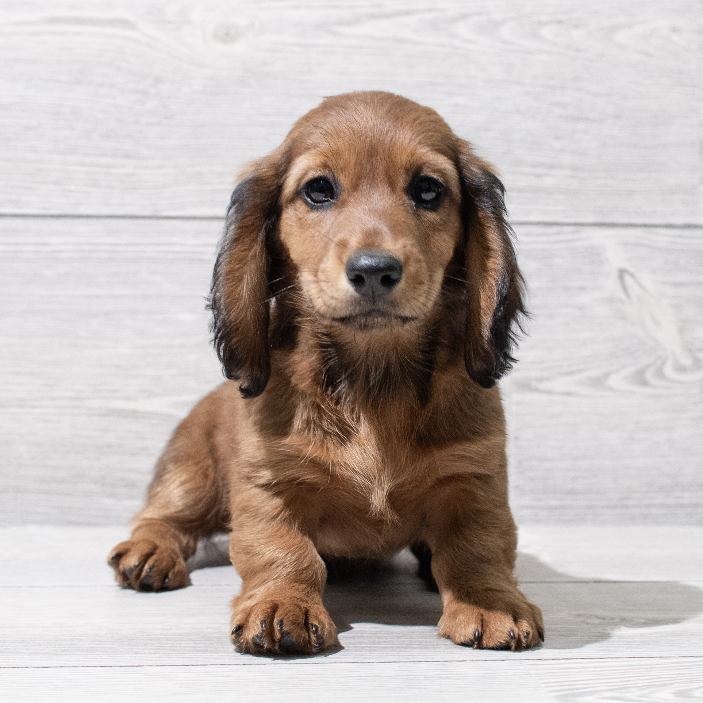 Dachshund (F) 5159 Image #1