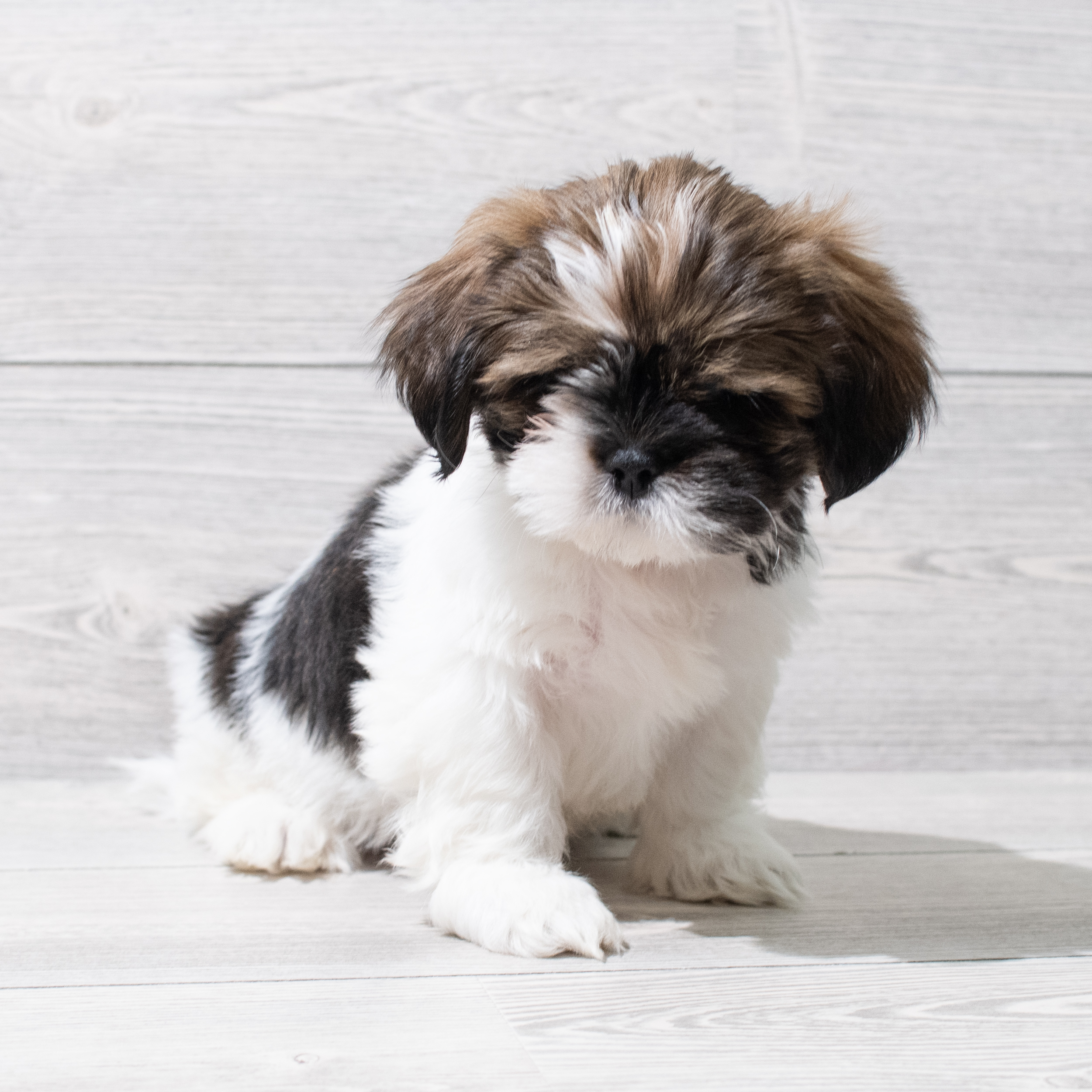 Lhasa Apso (M) 5153 Image #1