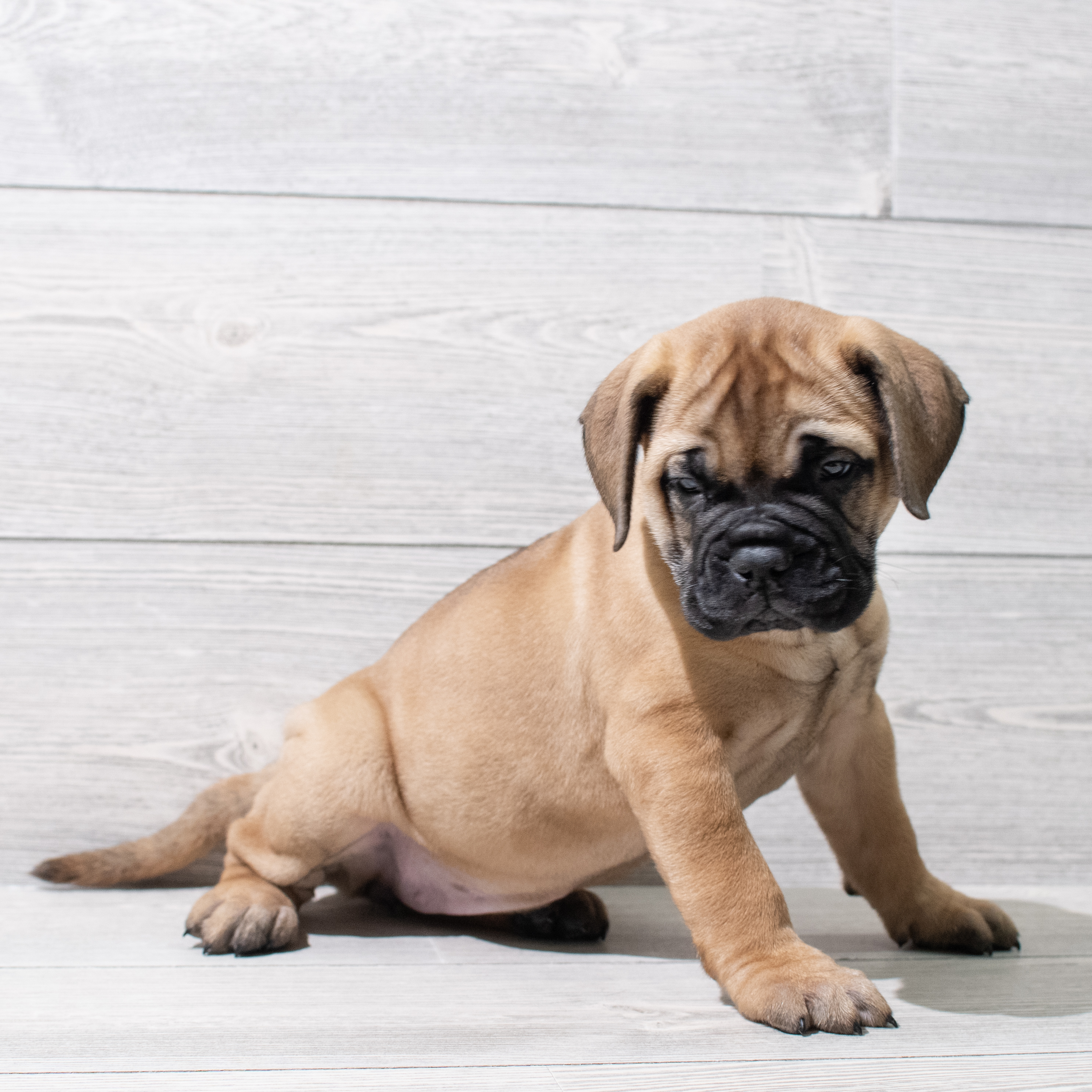 Bullmastiff (F) 5150 Image #1