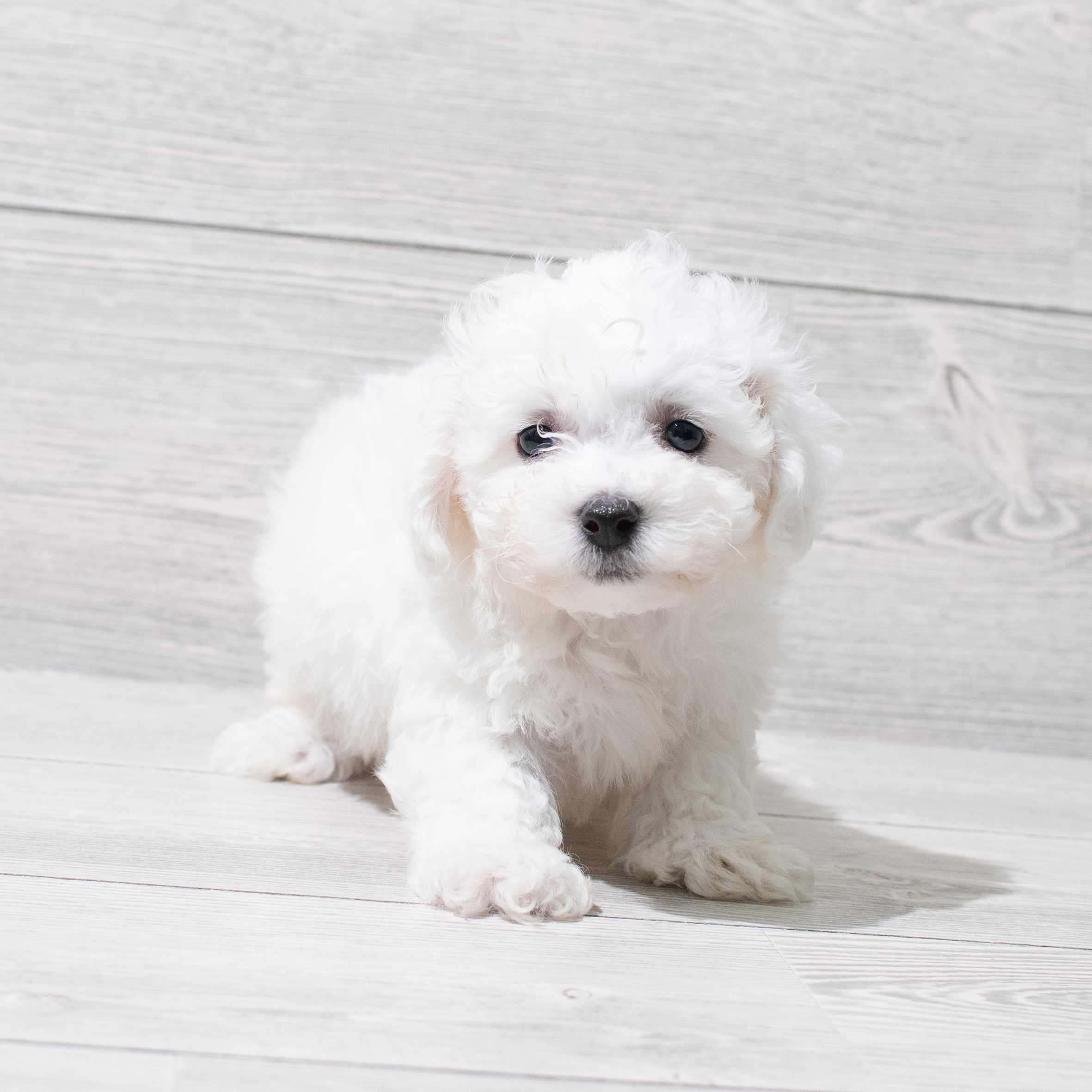 Bichon Frise (M) 5149 Image #1