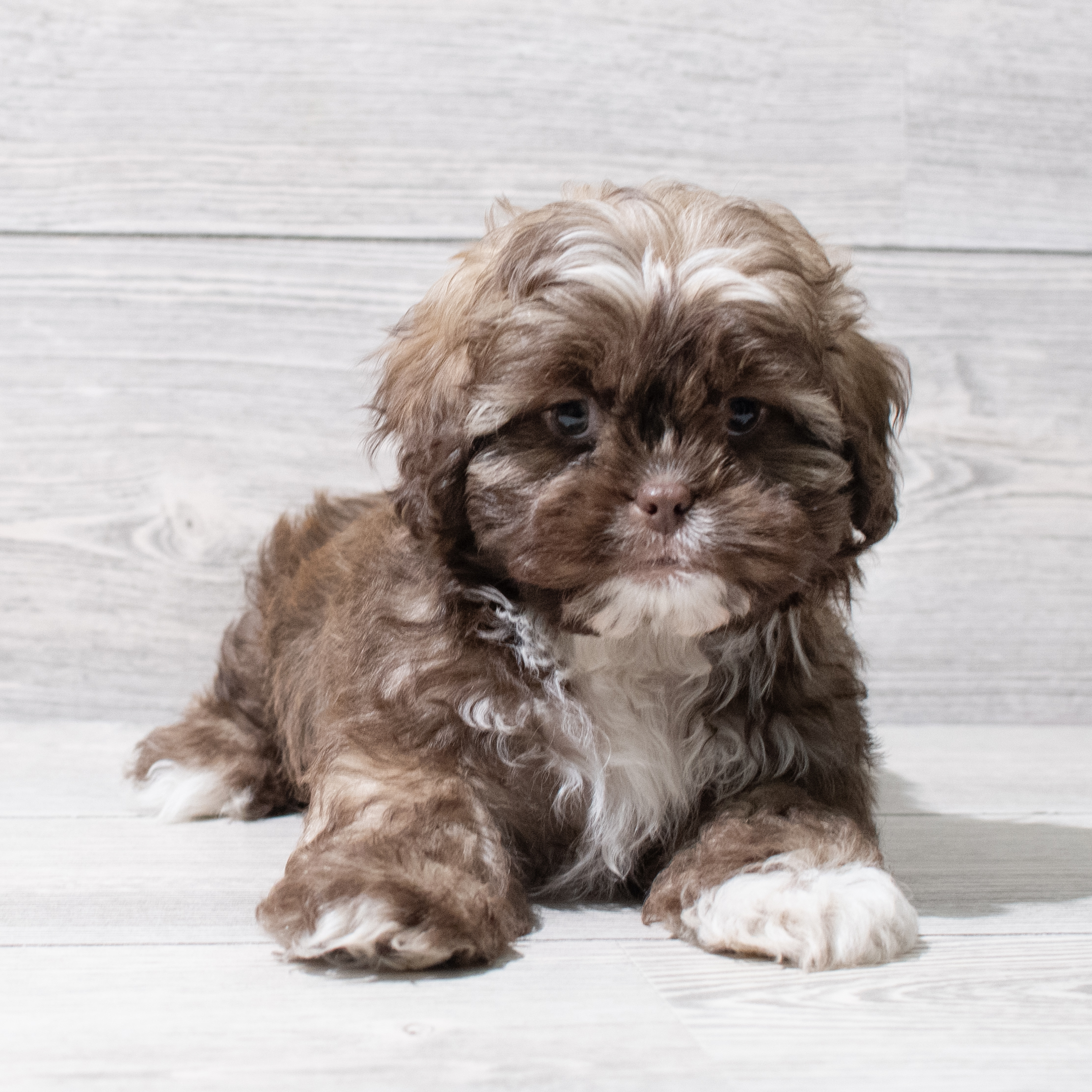 Shih Tzu (M) 5148 Image #1