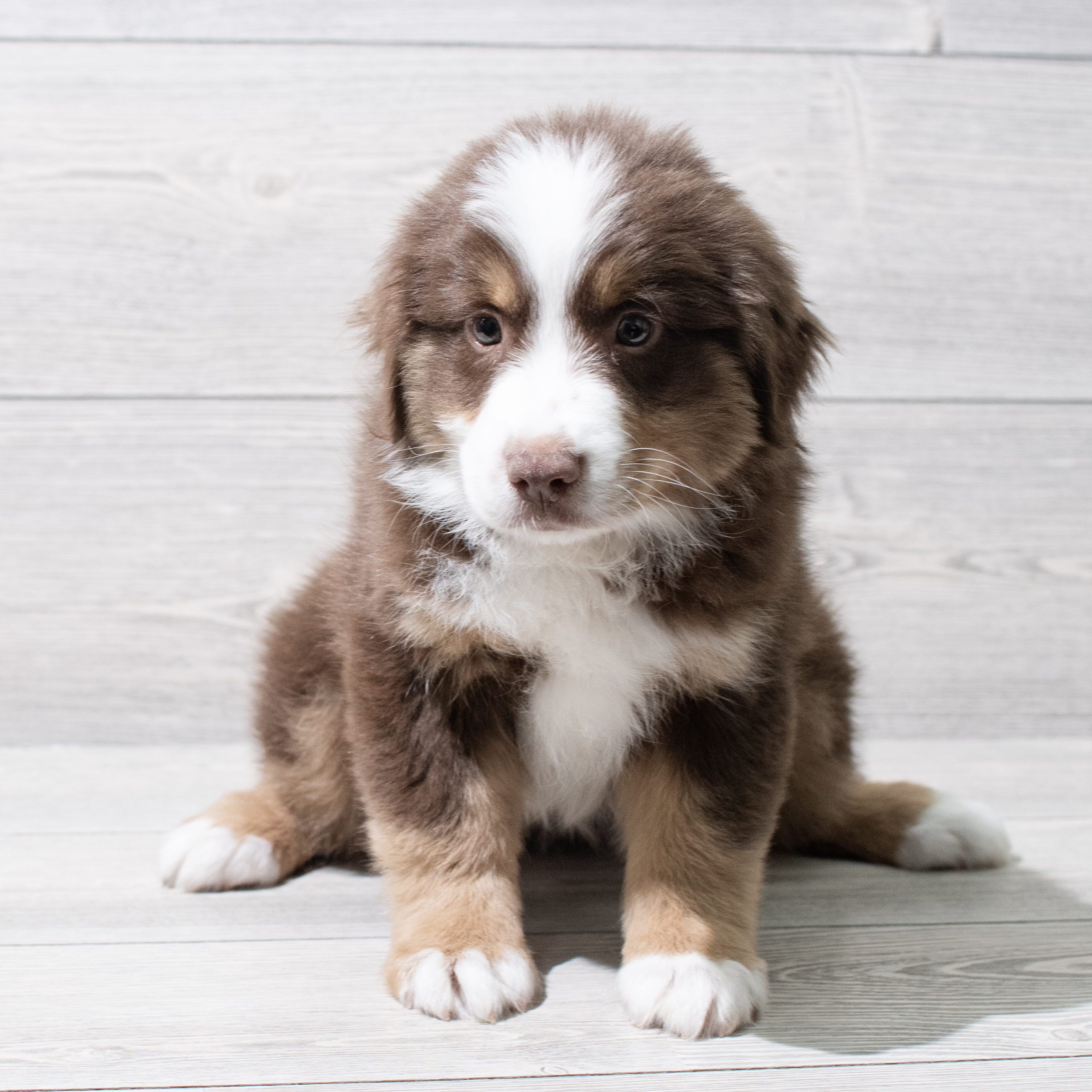 Miniature American Shepherd (M) 5155 Image #1