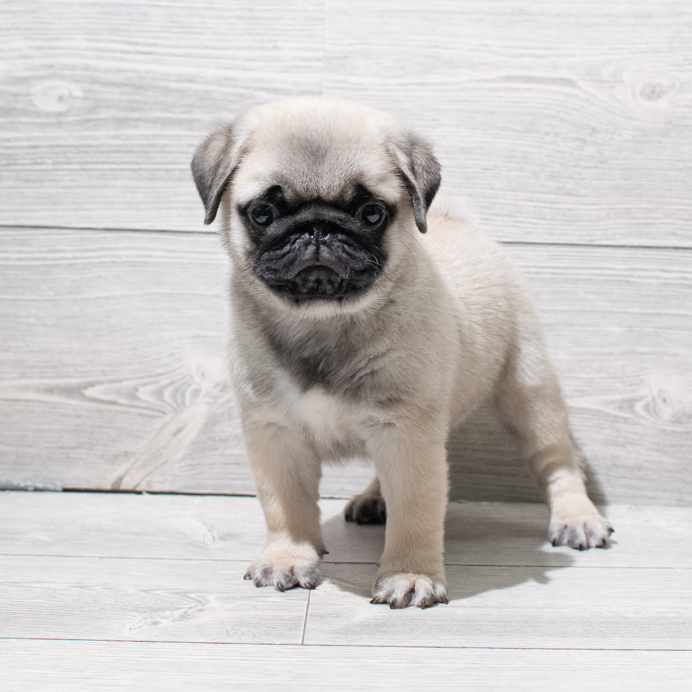Pug (M) 5157 Image #1