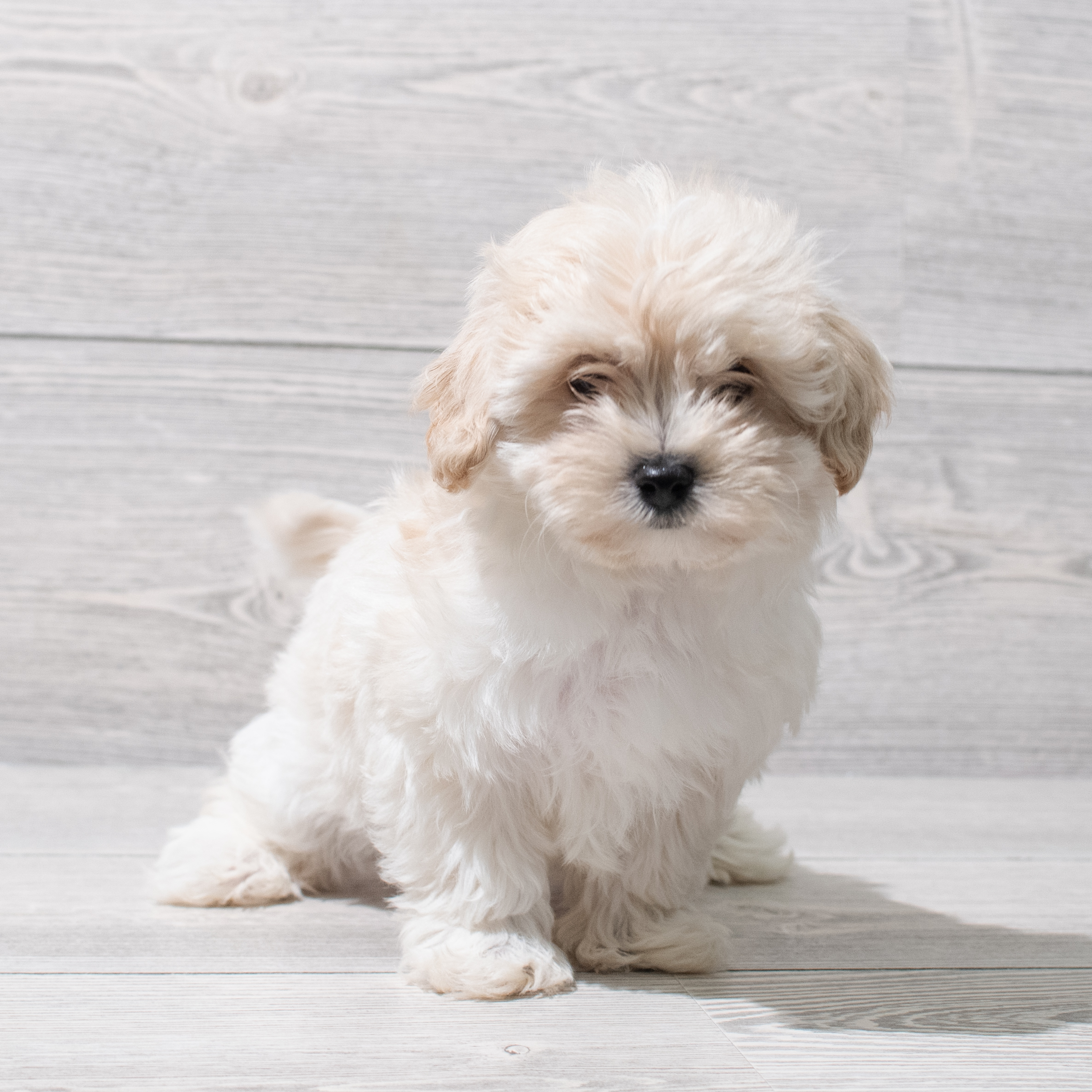 Maltipoo (M-N) 5154 Image #1
