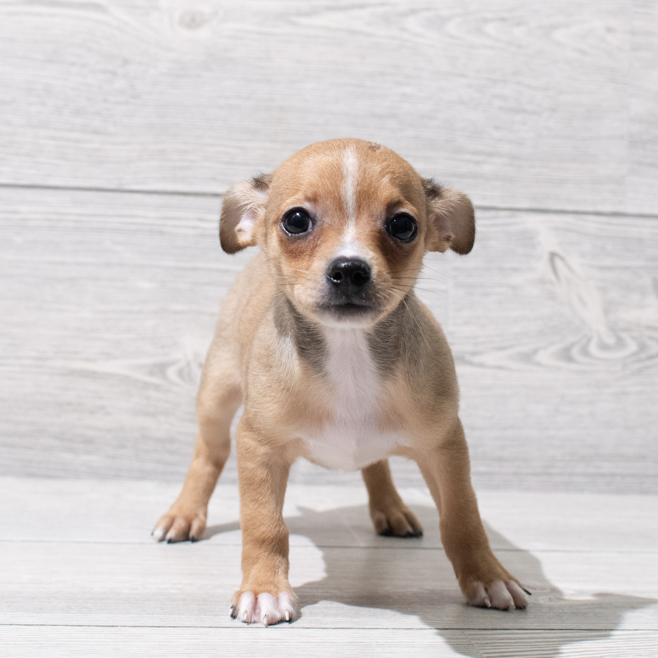 Chihuahua (M) 5151 Image #1