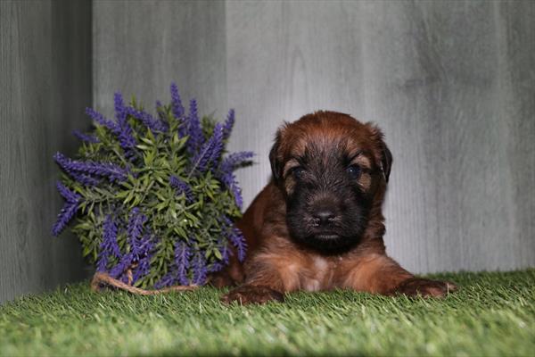 Soft Coated Wheaten Terrier (M) 5143 Image #2