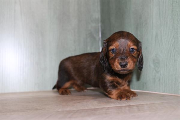 Dachshund (F) 5147 Image #2