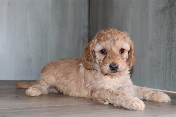 Cavapoo F1 (F) 5146 Image #1