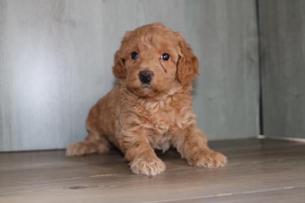 Cockapoo (F) 1824 Image #2
