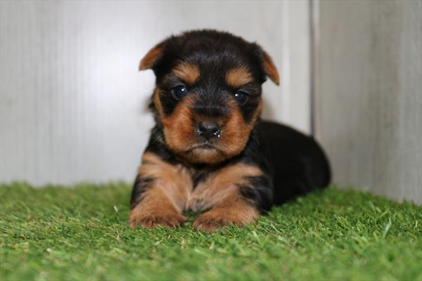 Yorkshire Terrier (F) 5145 Image #2